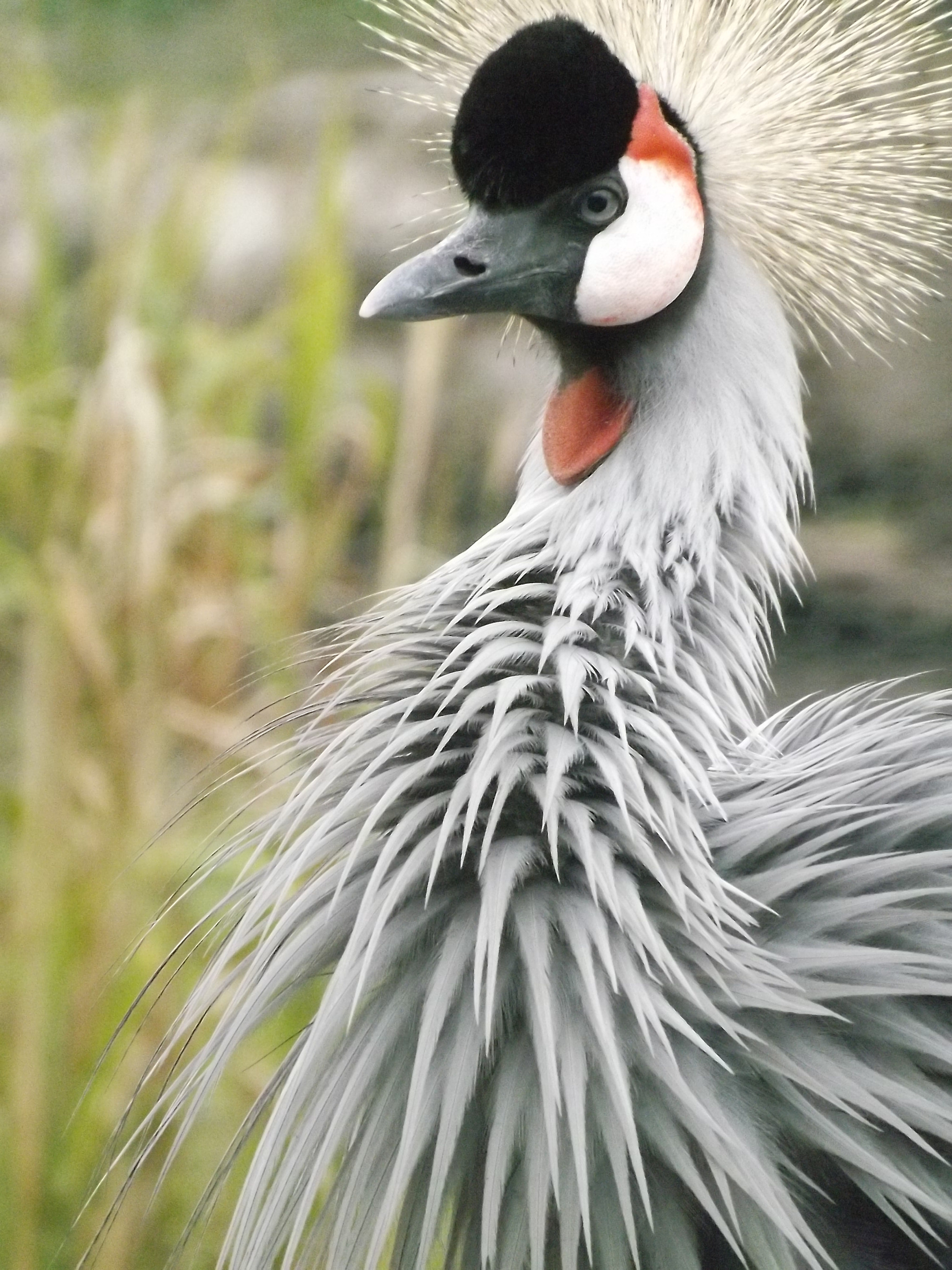 Fujifilm FinePix SL280 sample photo. Crowned crane photography