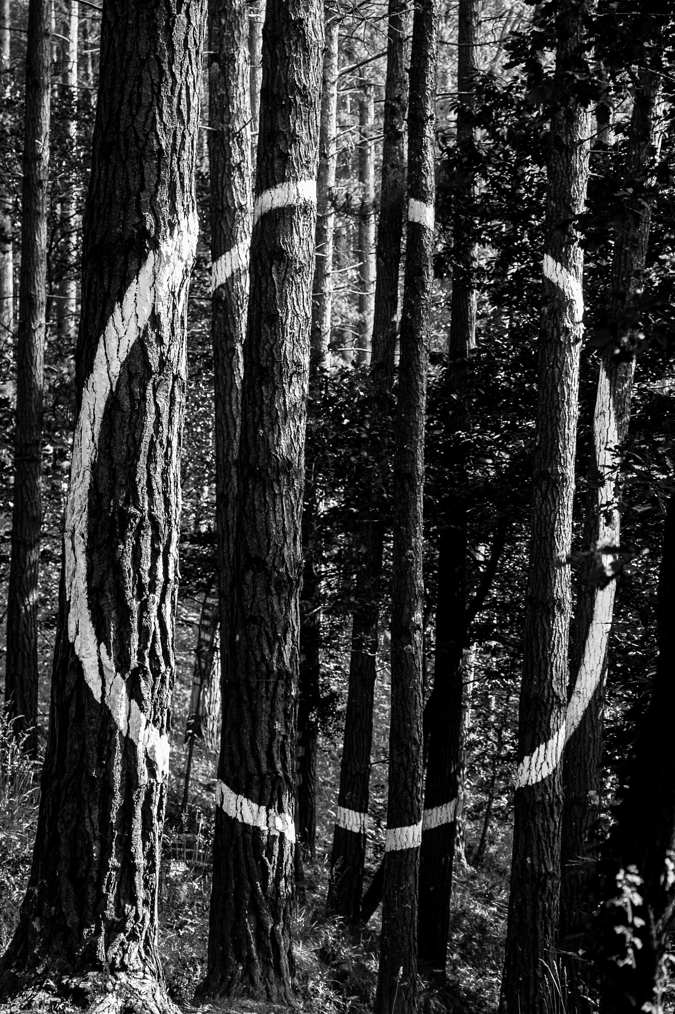 Canon EOS 400D (EOS Digital Rebel XTi / EOS Kiss Digital X) sample photo. Stargate photography