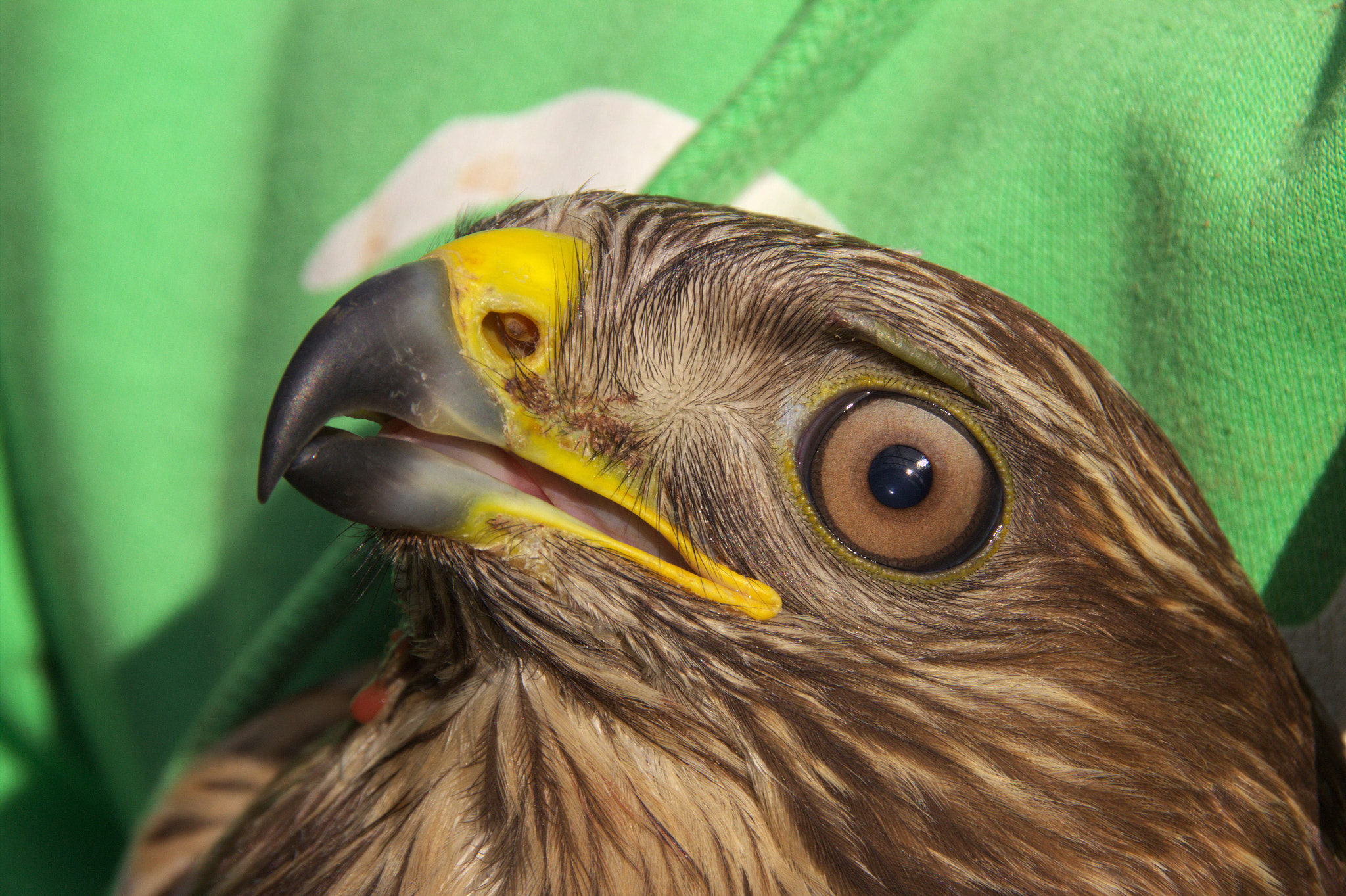 Canon EOS 600D (Rebel EOS T3i / EOS Kiss X5) sample photo. Euroasien buzzard photography