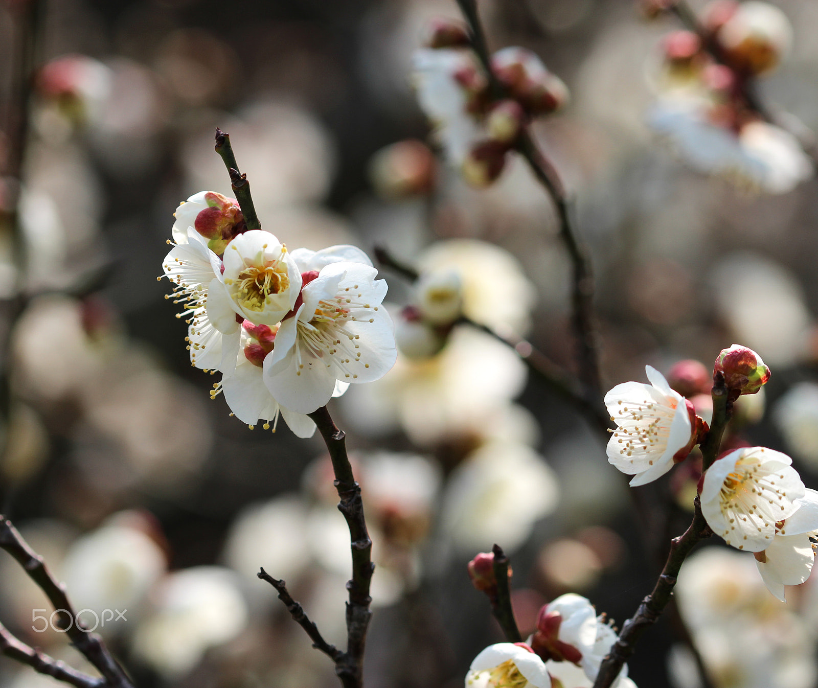 Sigma 105mm F2.8 EX DG OS HSM sample photo. Among many photography