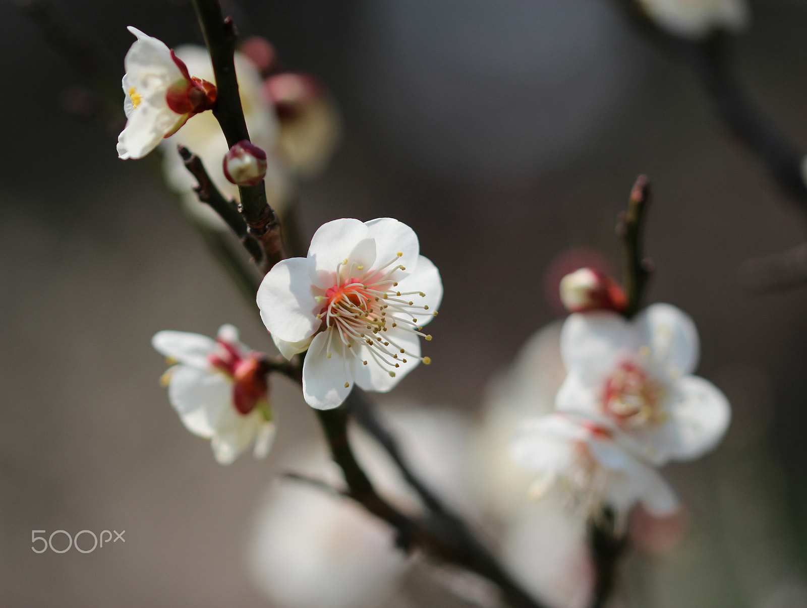 Canon EOS 600D (Rebel EOS T3i / EOS Kiss X5) + Sigma 105mm F2.8 EX DG OS HSM sample photo. Ume blossom photography