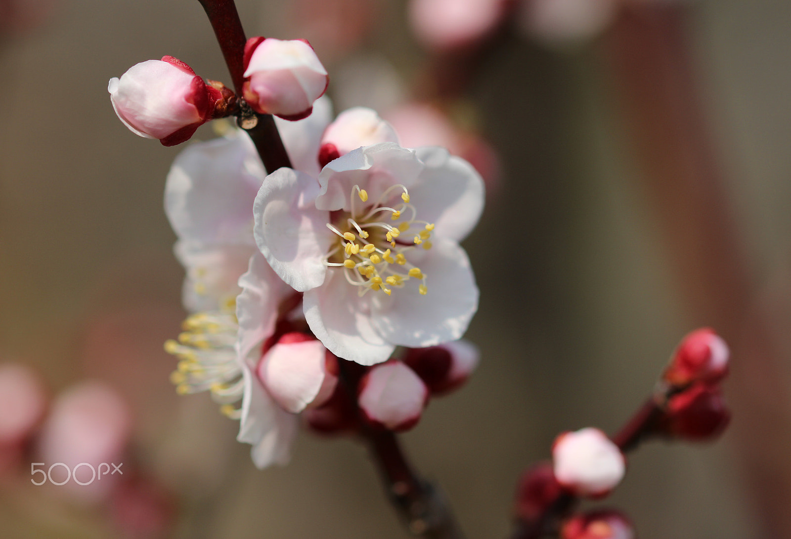 Canon EOS 600D (Rebel EOS T3i / EOS Kiss X5) + Sigma 105mm F2.8 EX DG OS HSM sample photo. Early bloom photography