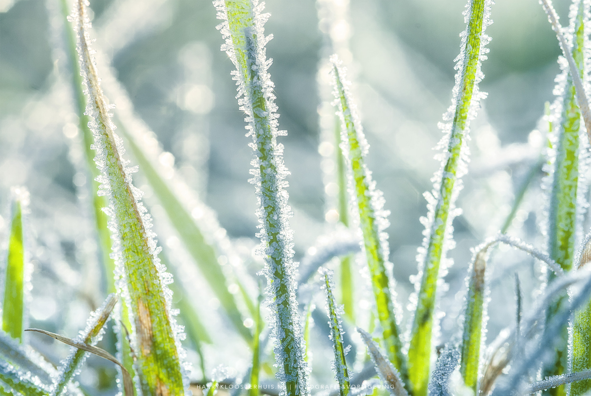 Nikon D80 + Sigma 105mm F2.8 EX DG Macro sample photo. Chilly gras photography