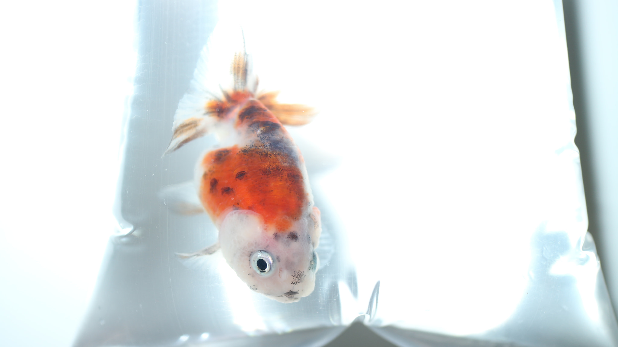 Canon EOS M10 + Canon EF-M 22mm F2 STM sample photo. The fat gold fish photography