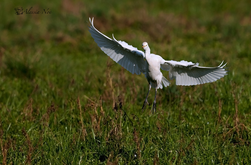 Nikon D300 + Nikon AF-S Nikkor 300mm F4D ED-IF sample photo. Fly photography