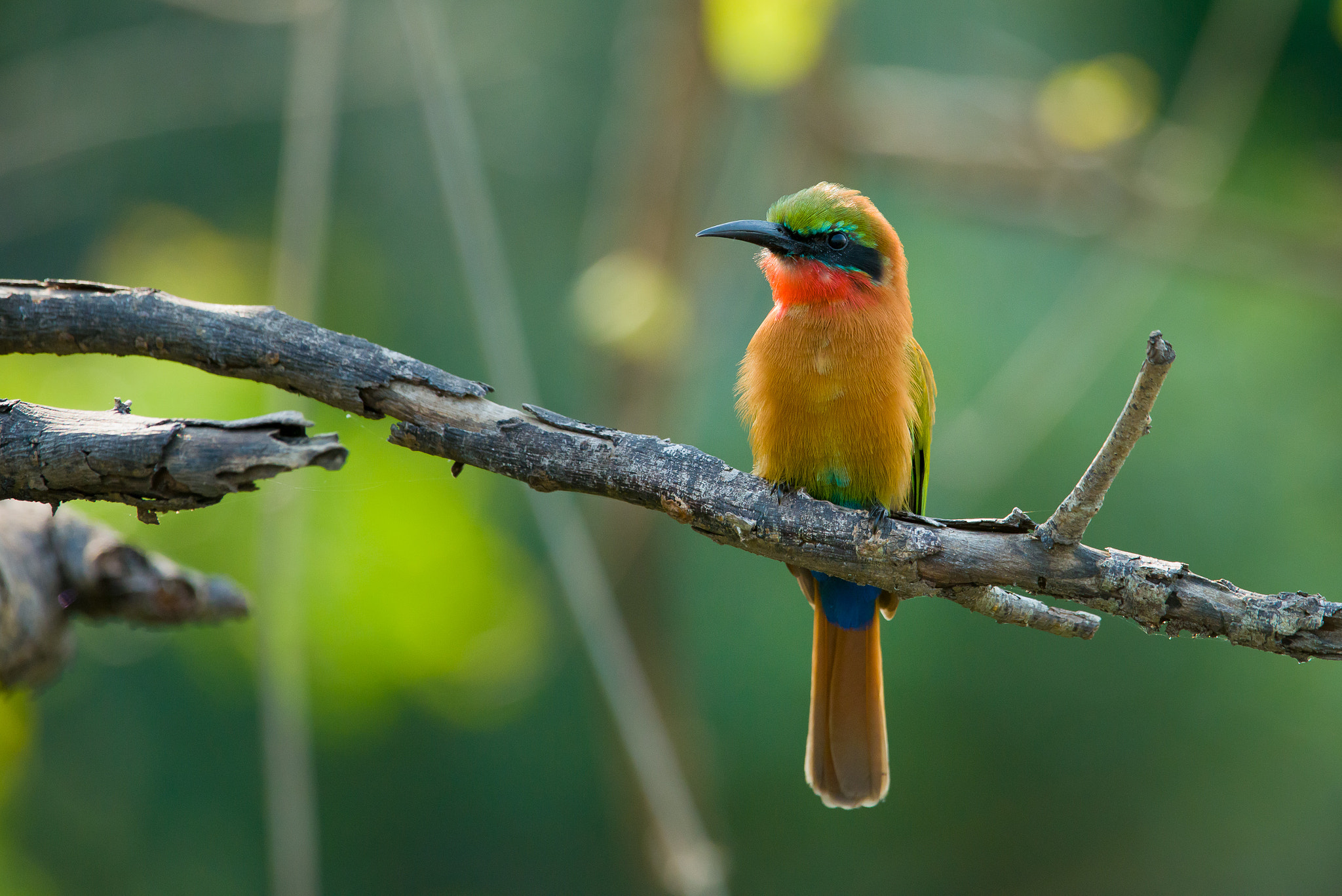 Nikon AF-S Nikkor 200-400mm F4G ED-IF VR sample photo. Red-throated bee-eater photography