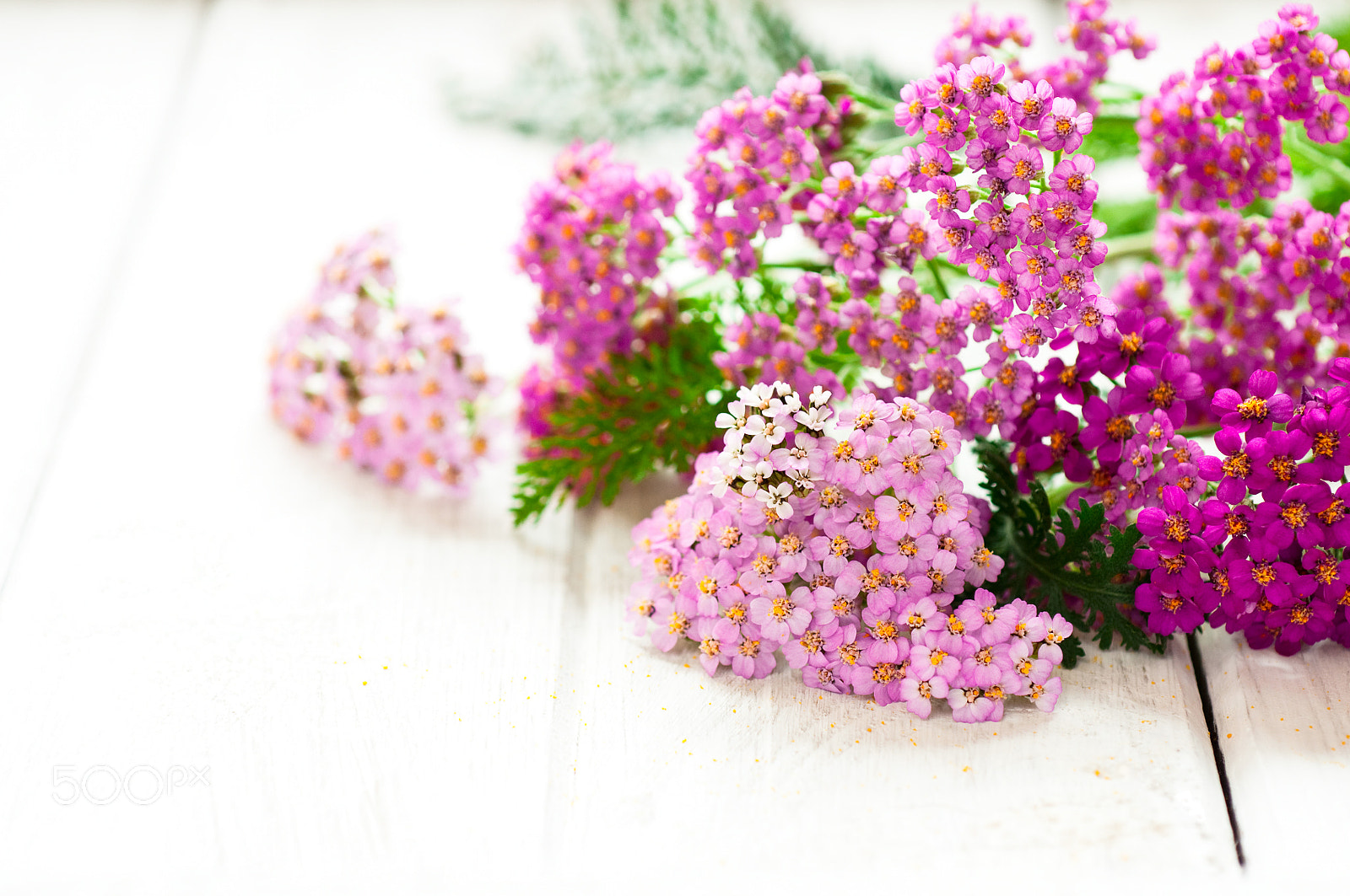 Nikon D300S + Nikon AF Micro-Nikkor 60mm F2.8D sample photo. Yarrow photography