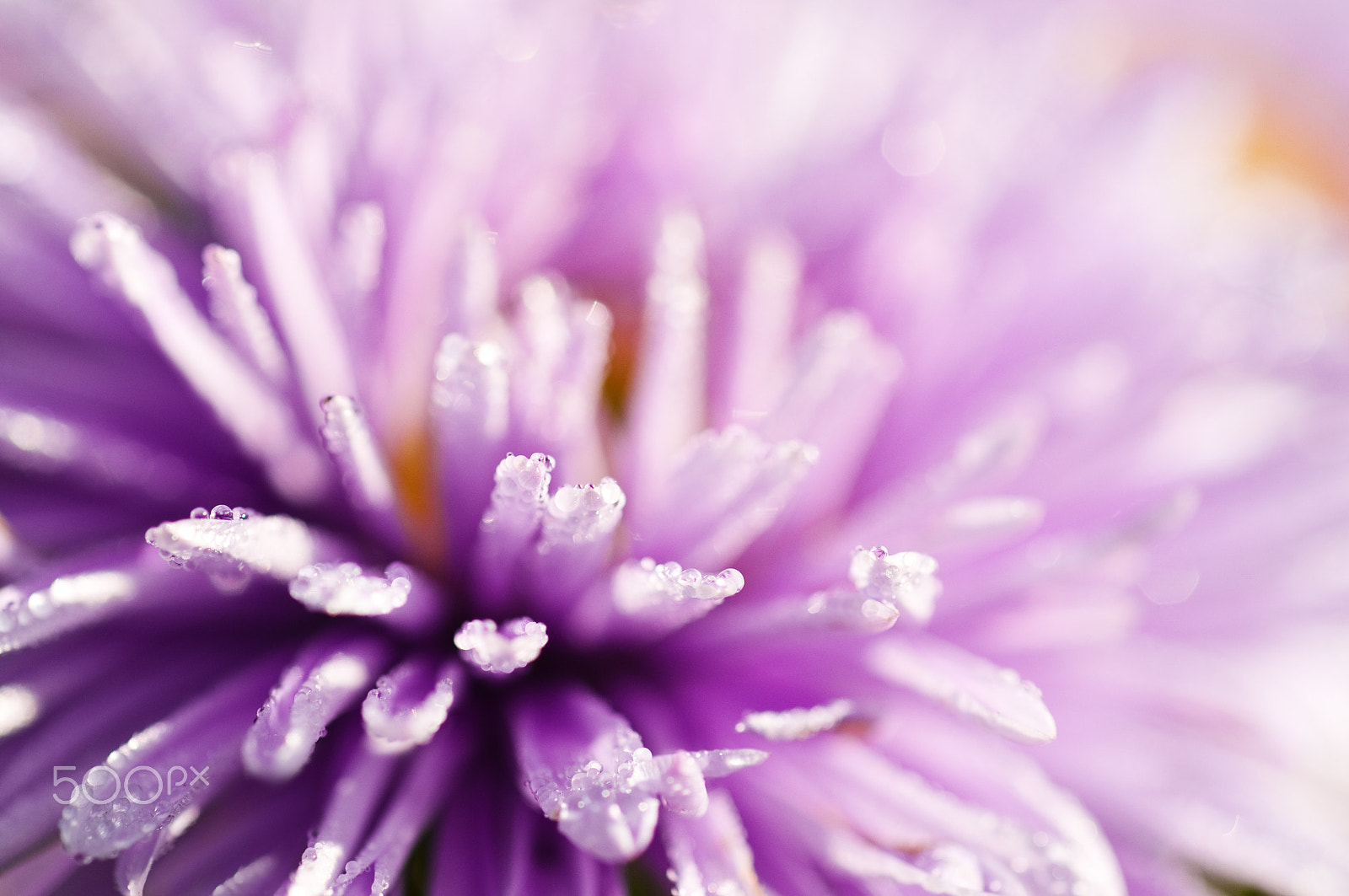 Nikon D300S + Nikon AF Micro-Nikkor 60mm F2.8D sample photo. Lilac flower photography