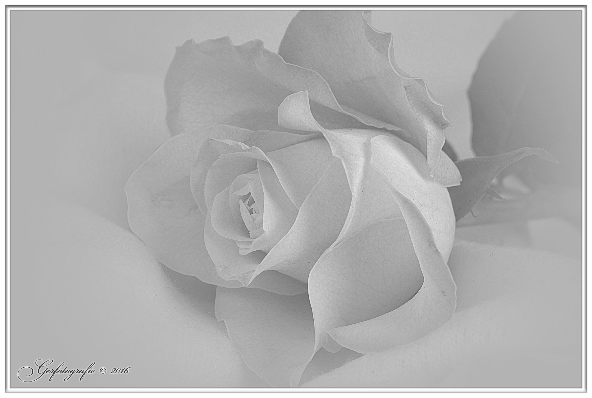 Canon EF-S 18-55mm F3.5-5.6 sample photo. Rose photography