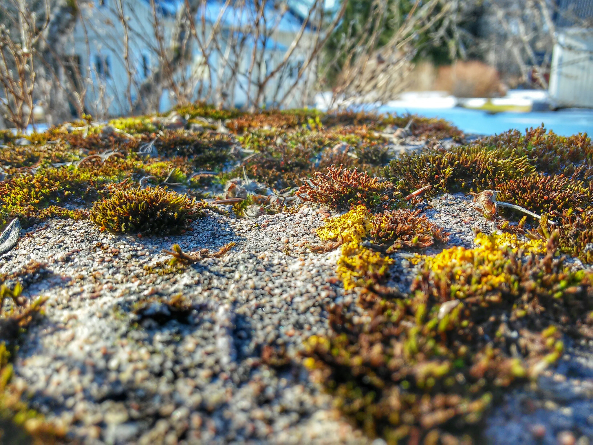 LG D620R sample photo. Moss photography