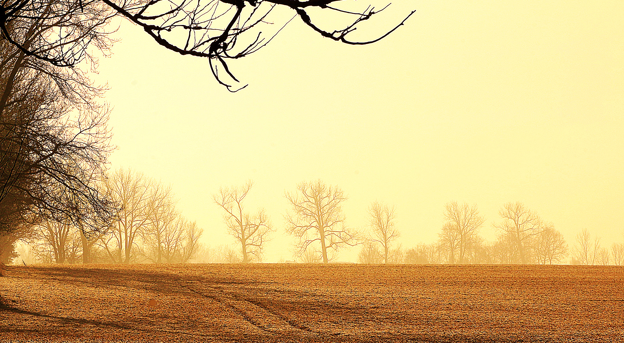 Canon EOS 70D + Canon EF 100mm F2.0 USM sample photo. Golden fields photography