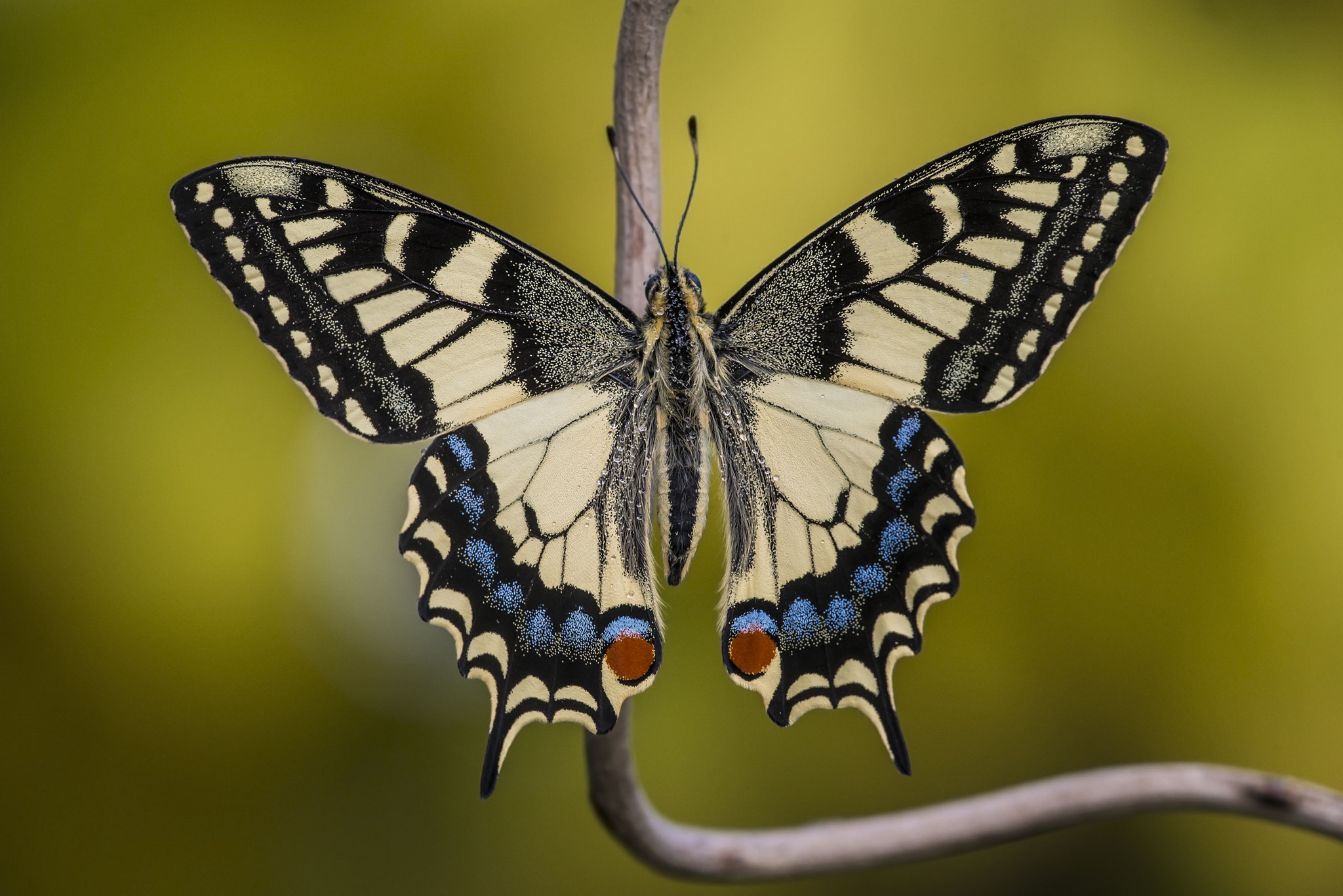 Sigma 150mm F2.8 EX DG Macro HSM sample photo. The king photography