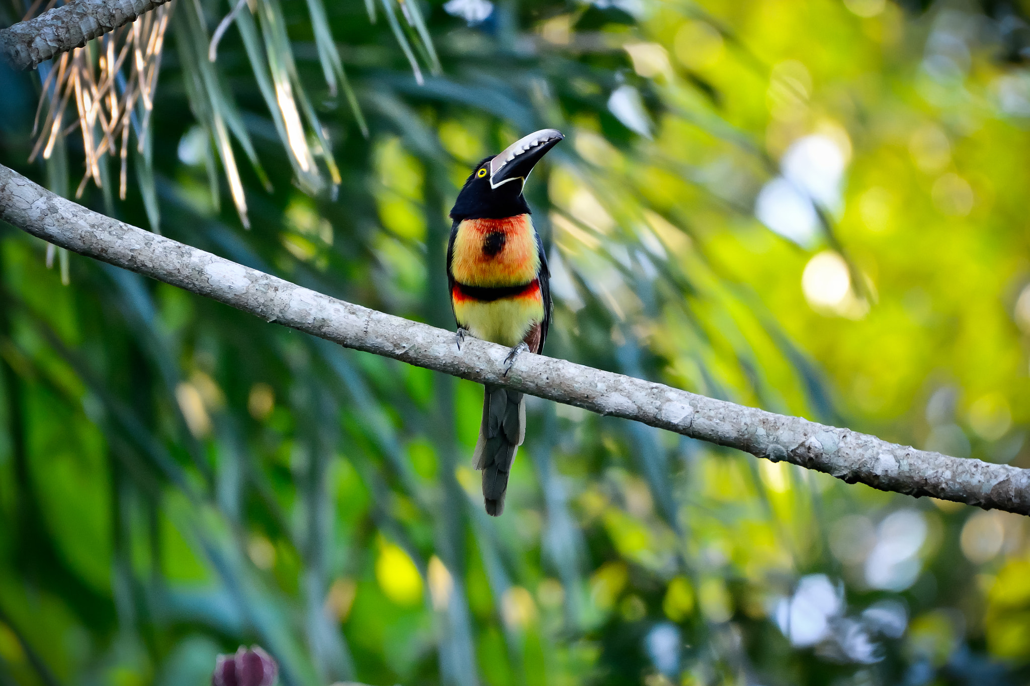 Nikon AF Nikkor 180mm F2.8D ED-IF sample photo. Collared aracari photography