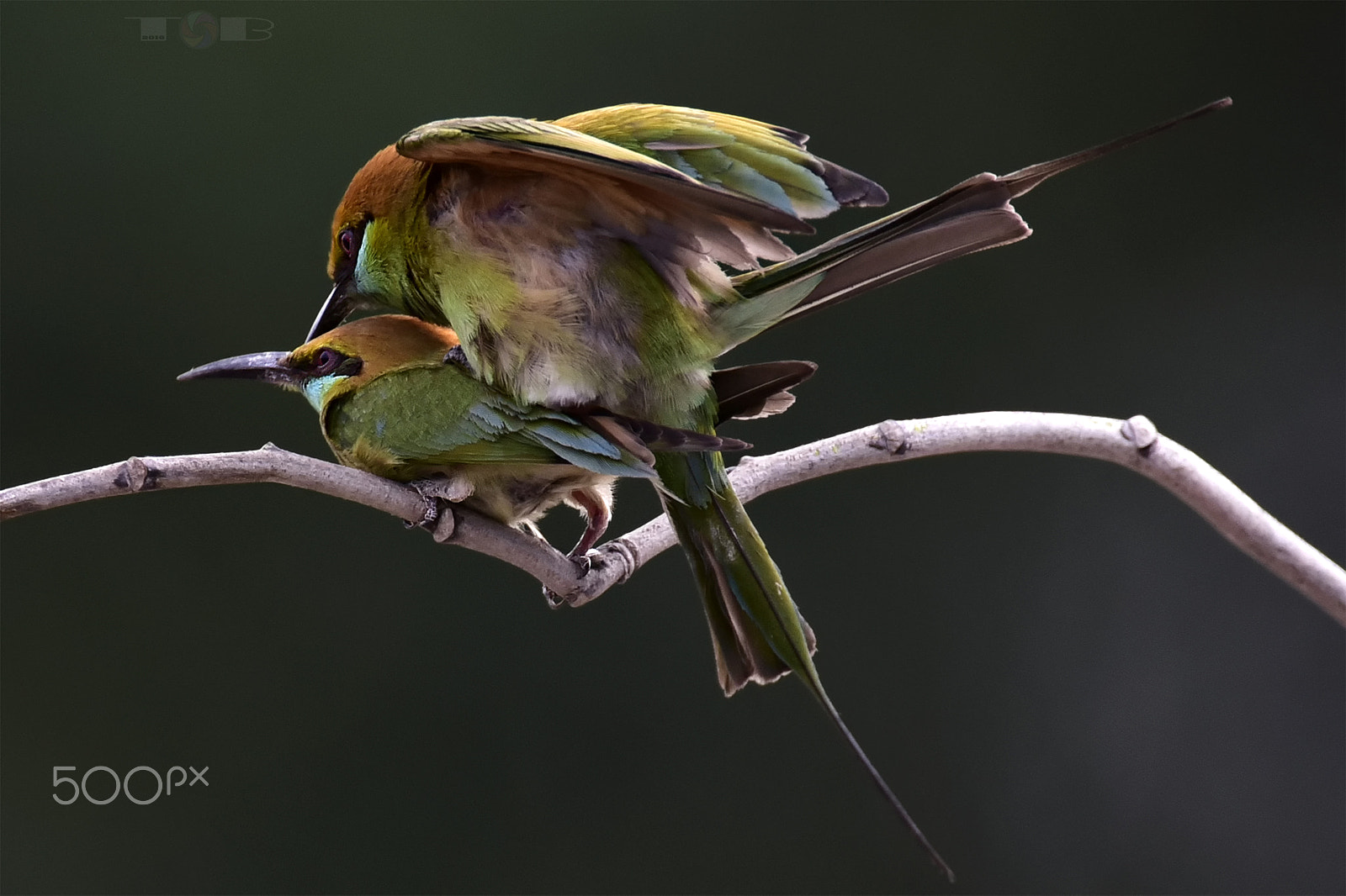 Nikon AF-S Nikkor 600mm F4D ED-IF II sample photo