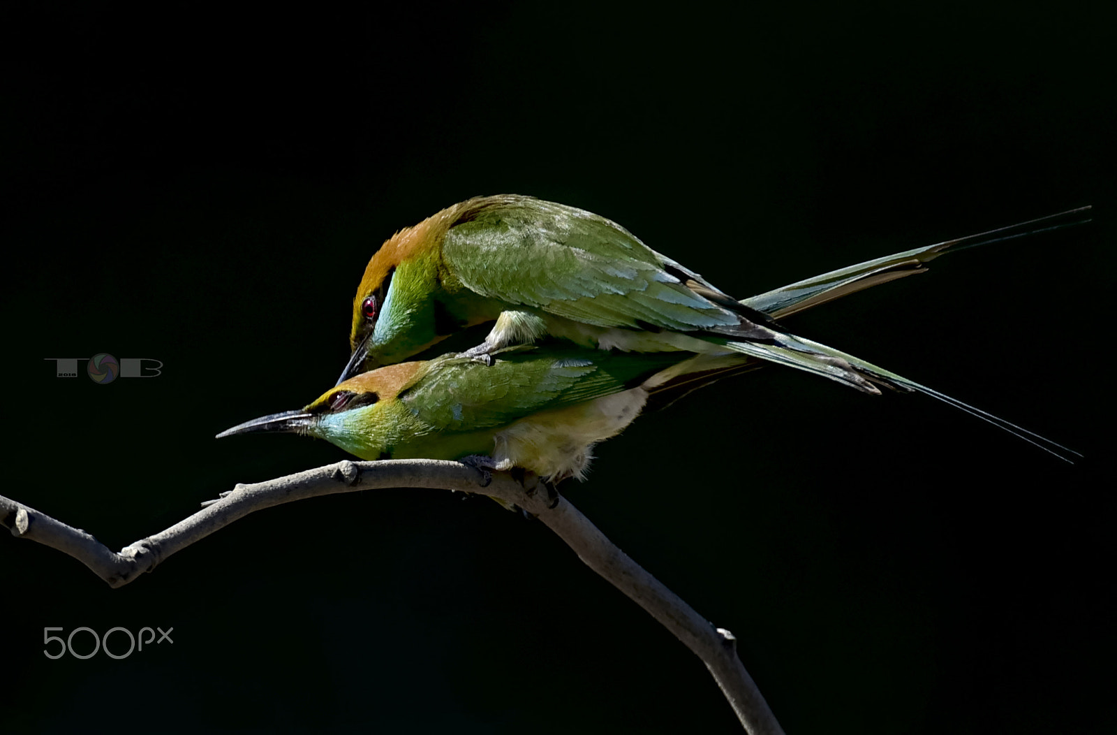 Nikon AF-S Nikkor 600mm F4D ED-IF II sample photo