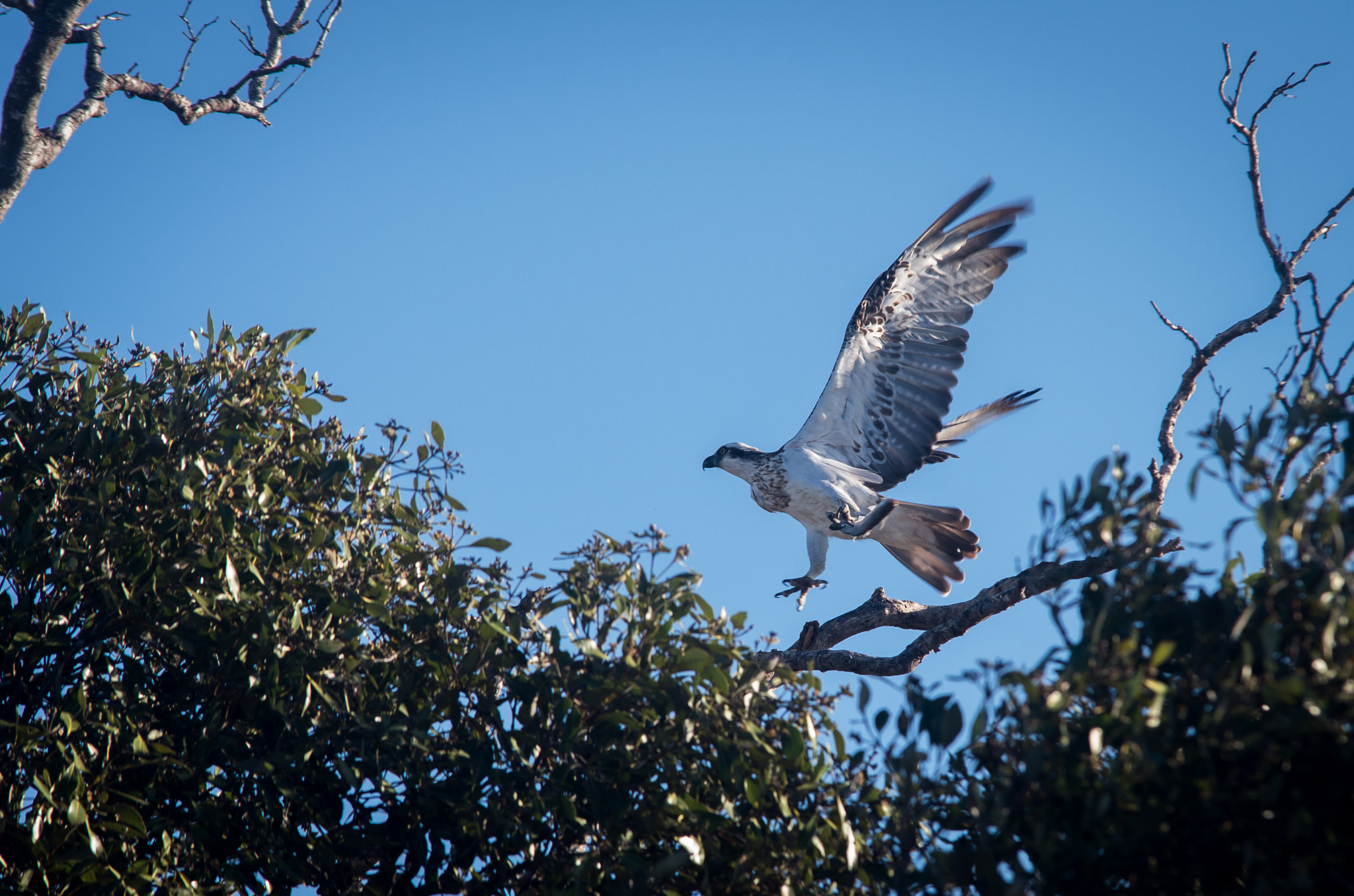 Sigma 70-200mm F2.8 EX DG Macro HSM II sample photo. Beachmere osprey photography
