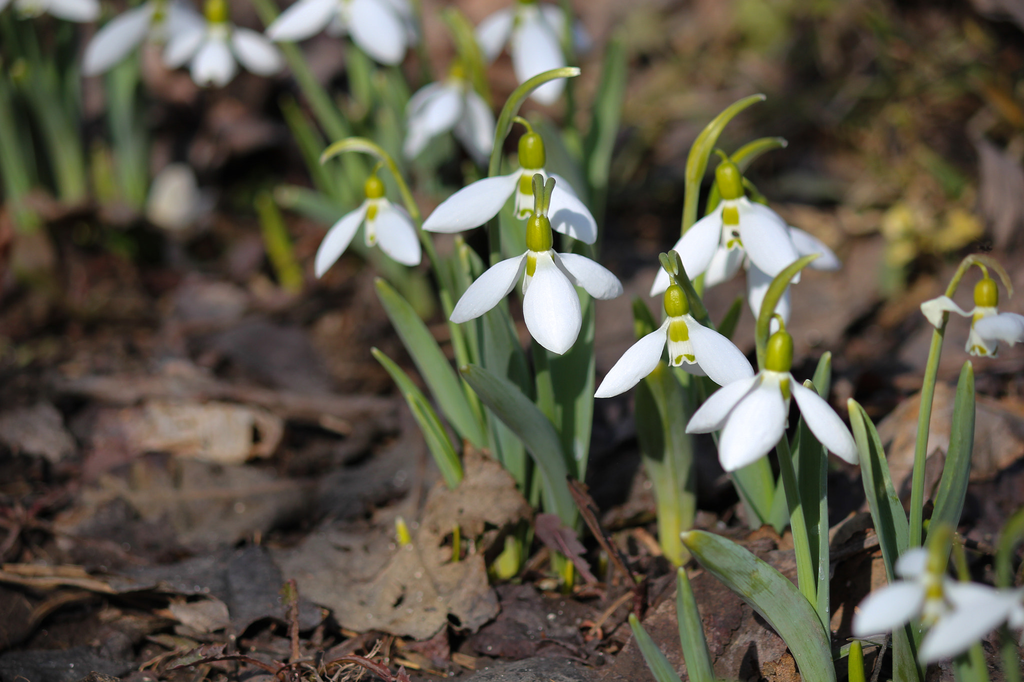 Canon EOS 550D (EOS Rebel T2i / EOS Kiss X4) sample photo. Snowdrops photography