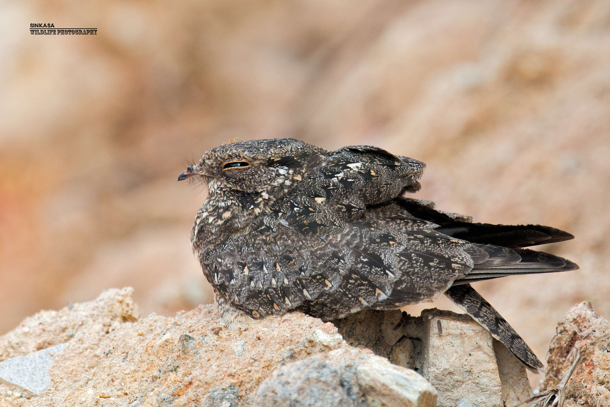 Nikon Nikkor AF-S 300mm F4E PF ED VR sample photo. Savanna nightjar photography