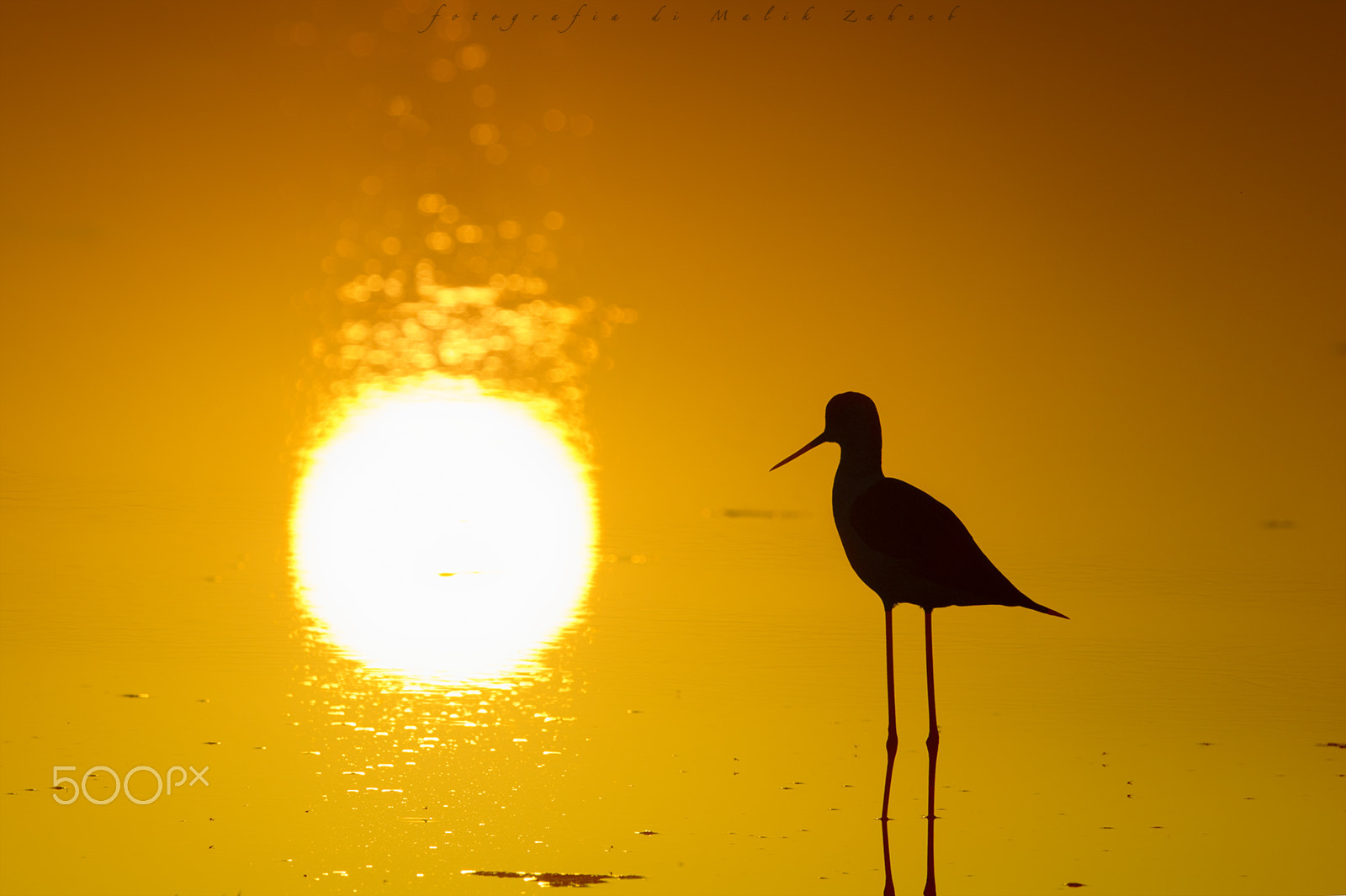 Nikon AF-S Nikkor 500mm F4G ED VR sample photo. Rush of gold photography