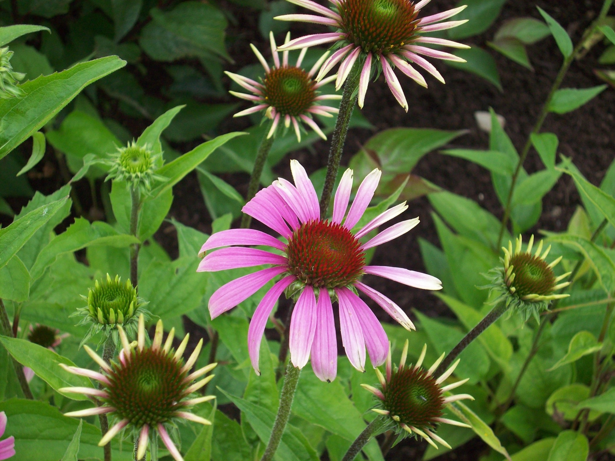 Kodak EASYSHARE M753 ZOOM DIGITAL CAMERA sample photo. Daisies at harrogate photography