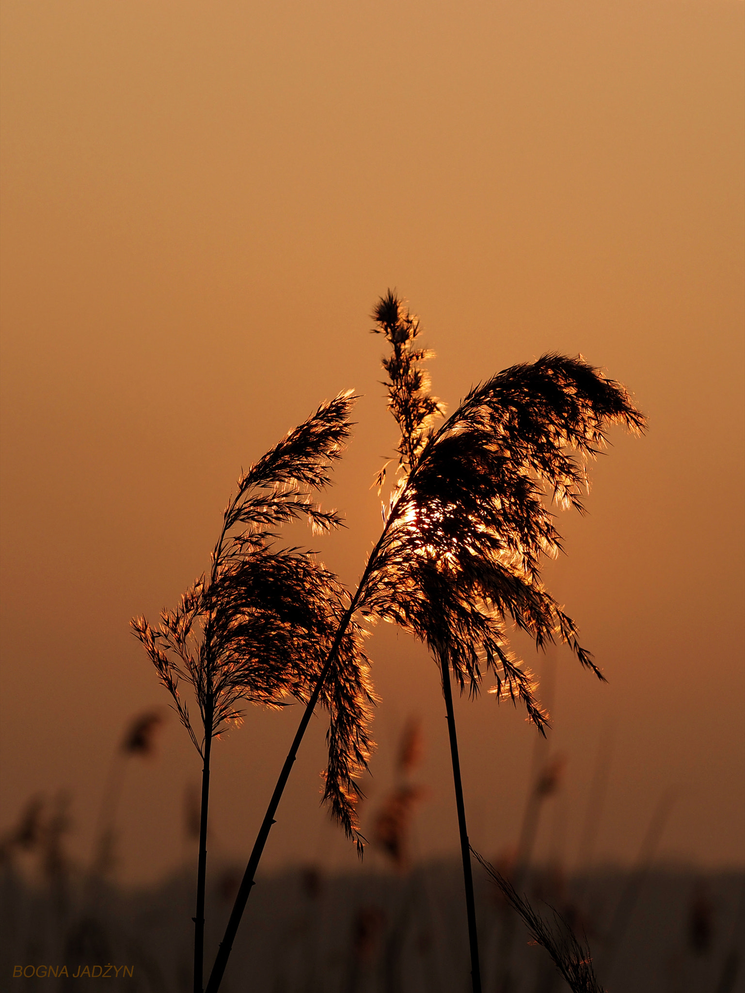 Olympus OM-D E-M5 + Olympus M.Zuiko Digital ED 75mm F1.8 sample photo. Golden reed photography
