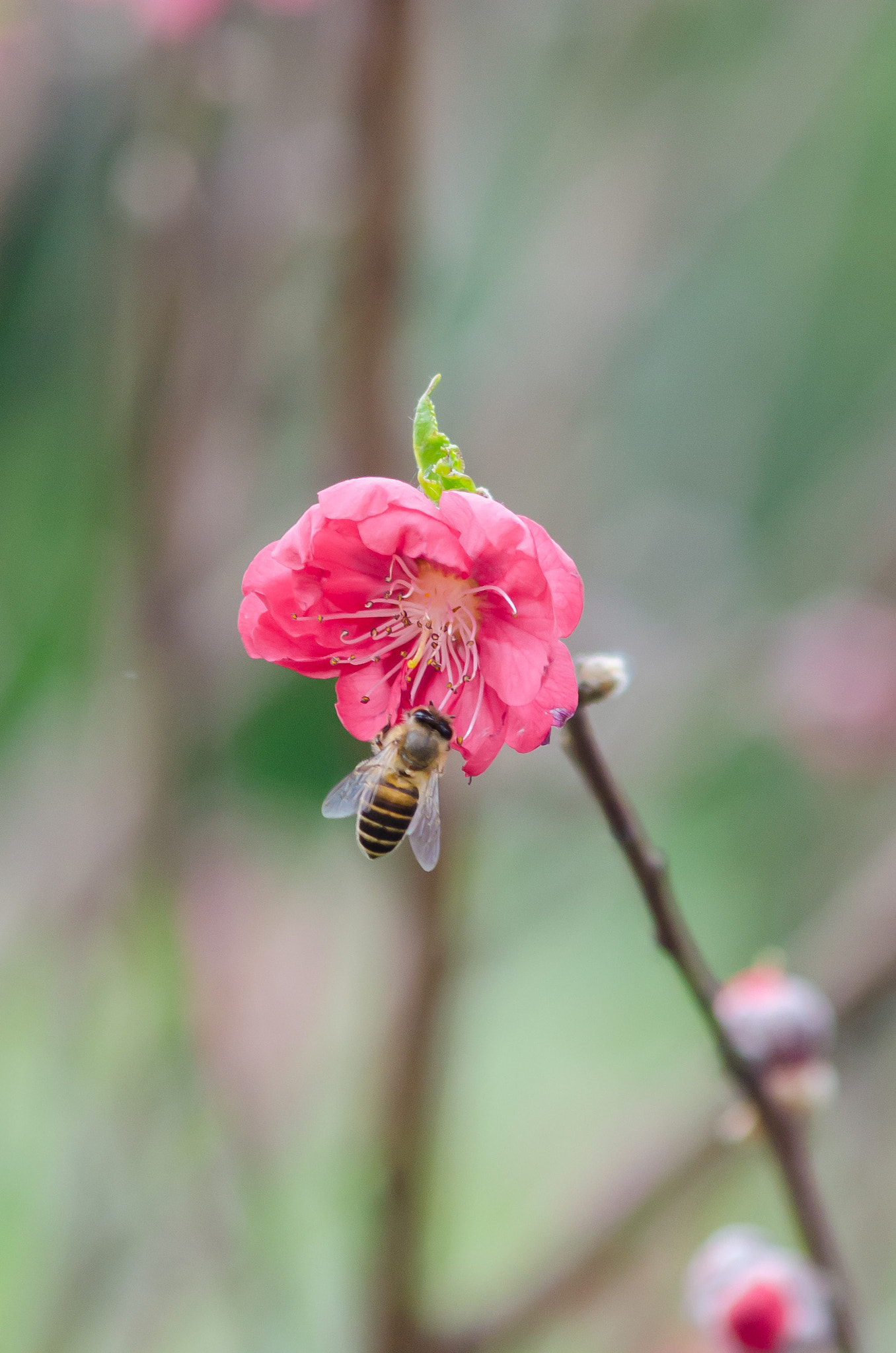 Nikon D7000 + AF Zoom-Nikkor 70-210mm f/4 sample photo.  海珠湖今日系人山人海....  photography