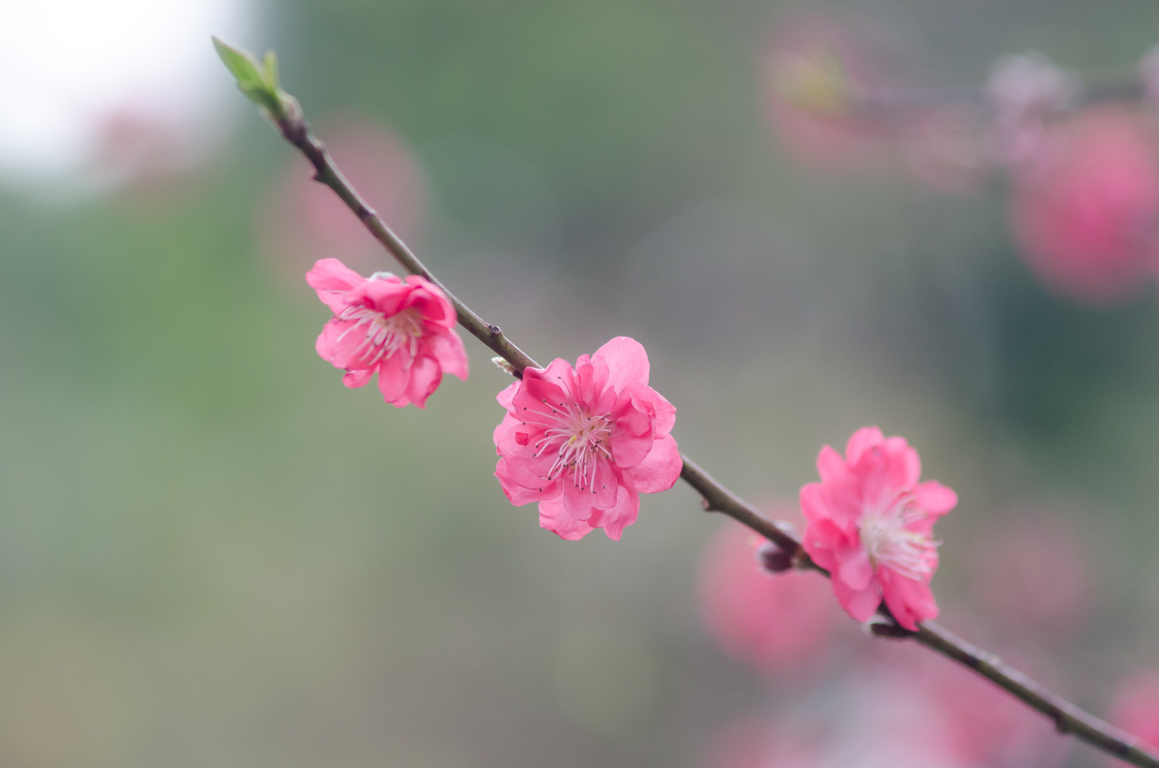 AF Zoom-Nikkor 70-210mm f/4 sample photo.  海珠湖今日系人山人海....  photography