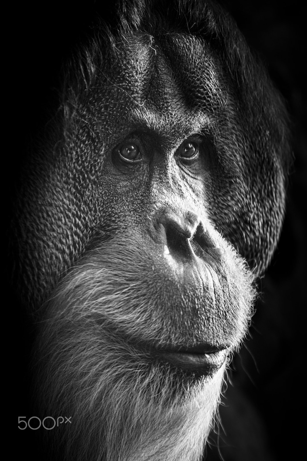 Tamron SP AF 70-200mm F2.8 Di LD (IF) MACRO sample photo. Orang utan photography