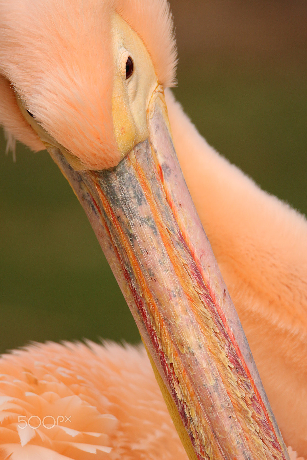 Tamron SP 150-600mm F5-6.3 Di VC USD sample photo. Pelican photography