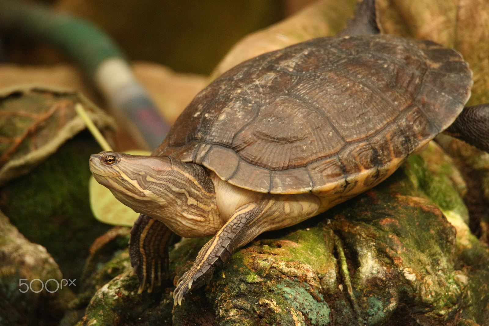 Tamron SP 150-600mm F5-6.3 Di VC USD sample photo. Turtle photography