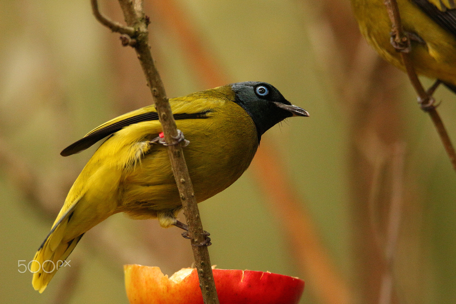 Tamron SP 150-600mm F5-6.3 Di VC USD sample photo. Yellow bird photography
