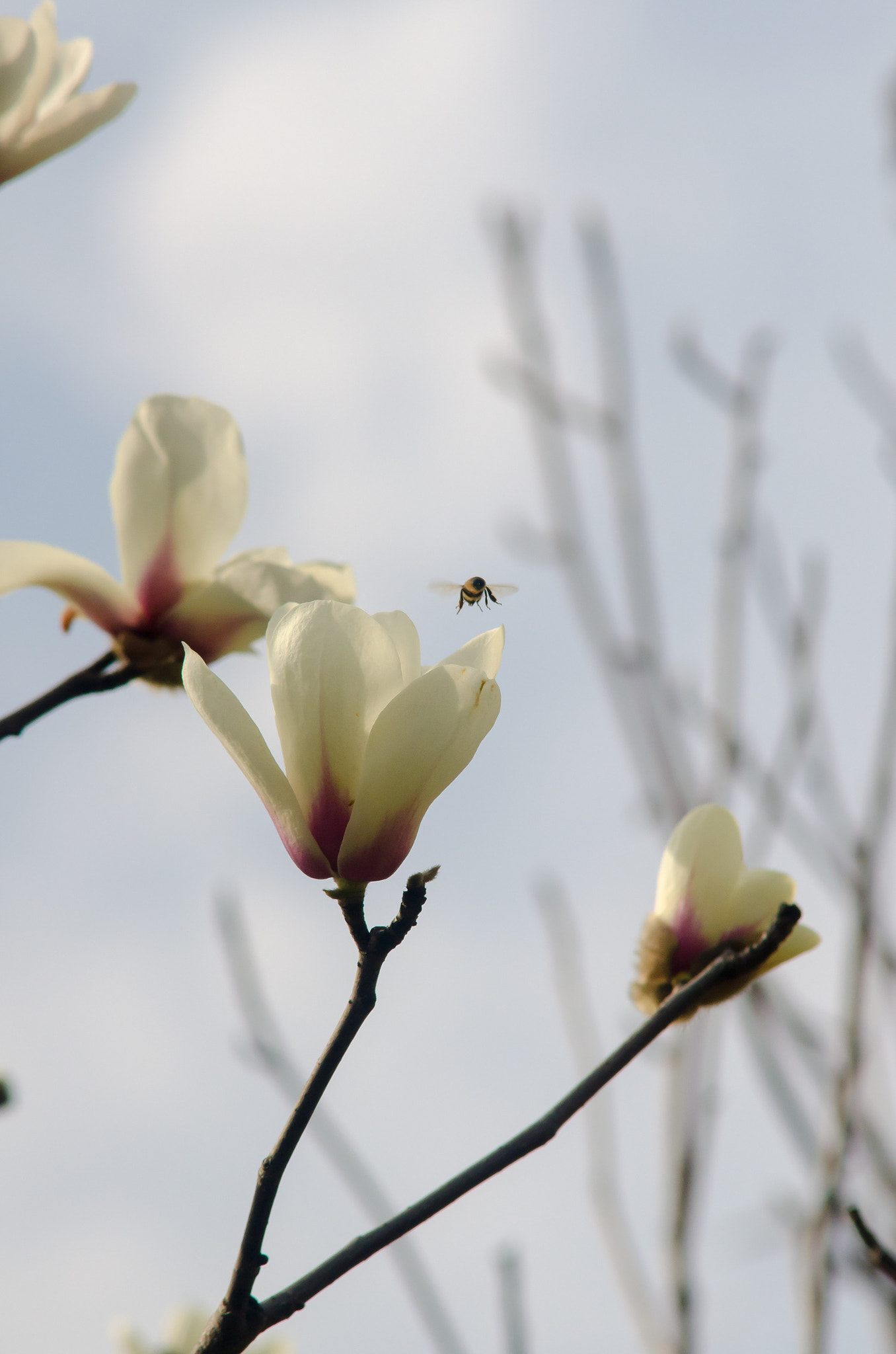 Nikon D7000 + AF Zoom-Nikkor 70-210mm f/4 sample photo.  海珠湖今日系人山人海....  photography