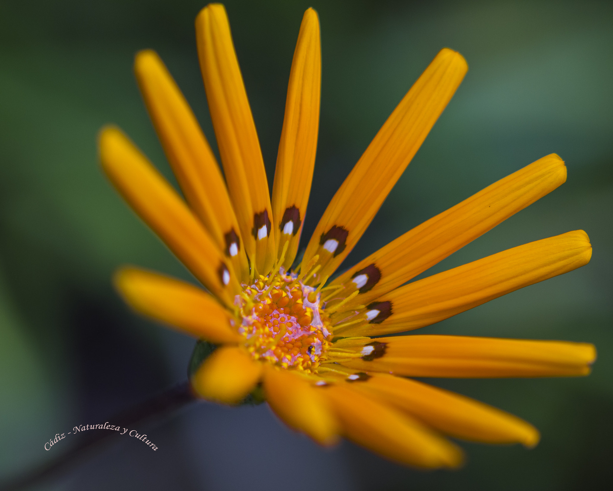 Sigma 105mm F2.8 EX DG OS HSM sample photo. Gazania... photography