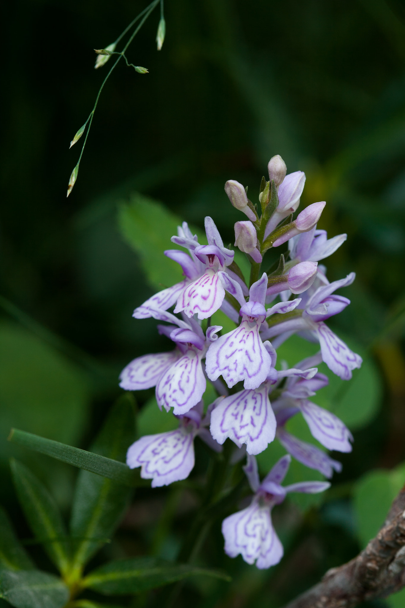Canon EF 100mm F2.8 Macro USM sample photo. Orquidea photography