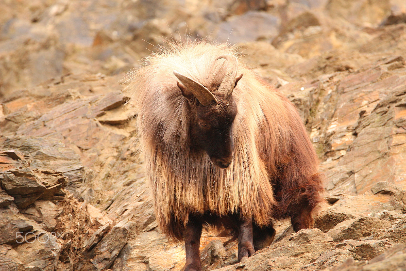 Tamron SP 150-600mm F5-6.3 Di VC USD sample photo. Chamois photography
