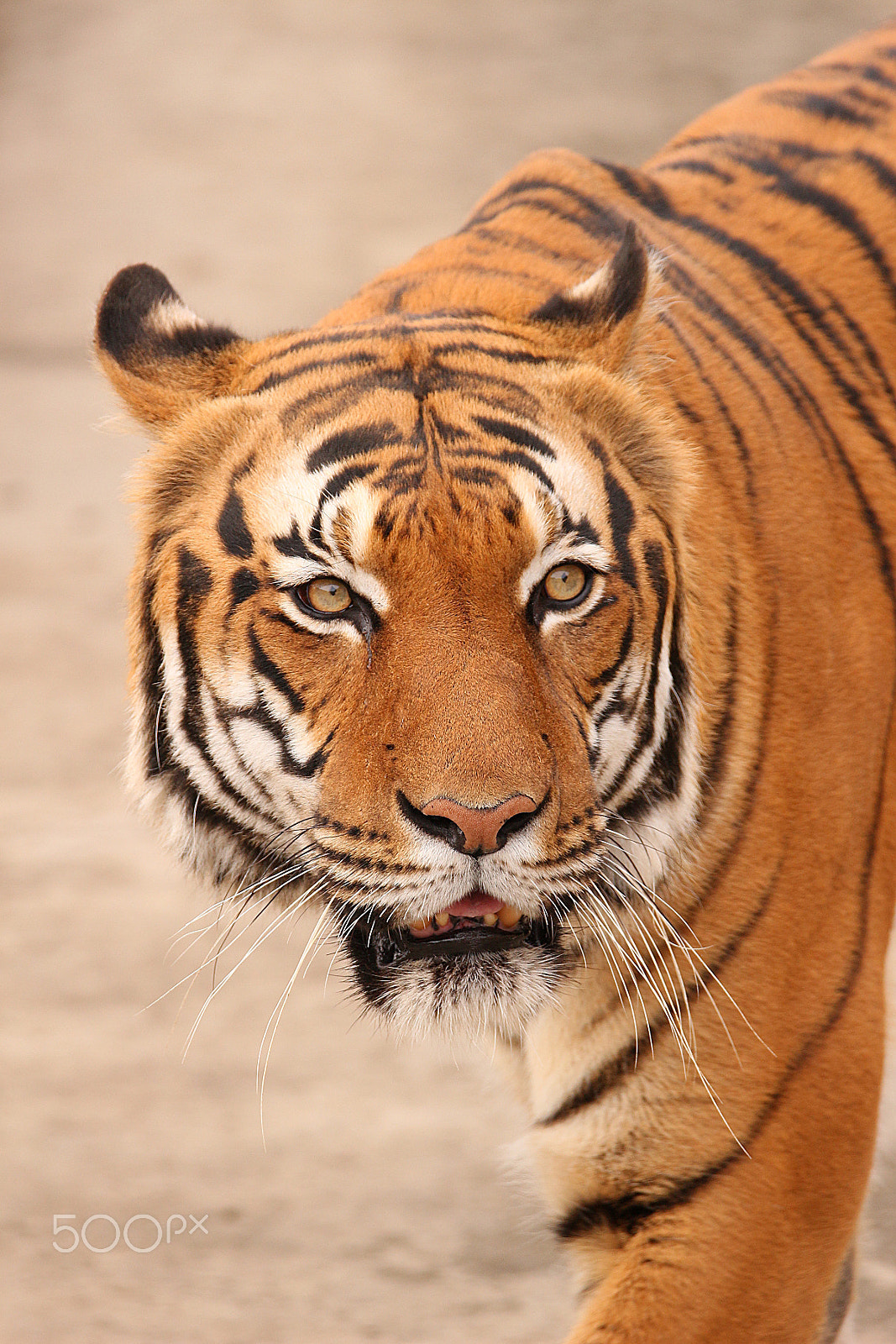 Tamron SP 150-600mm F5-6.3 Di VC USD sample photo. Tiger photography