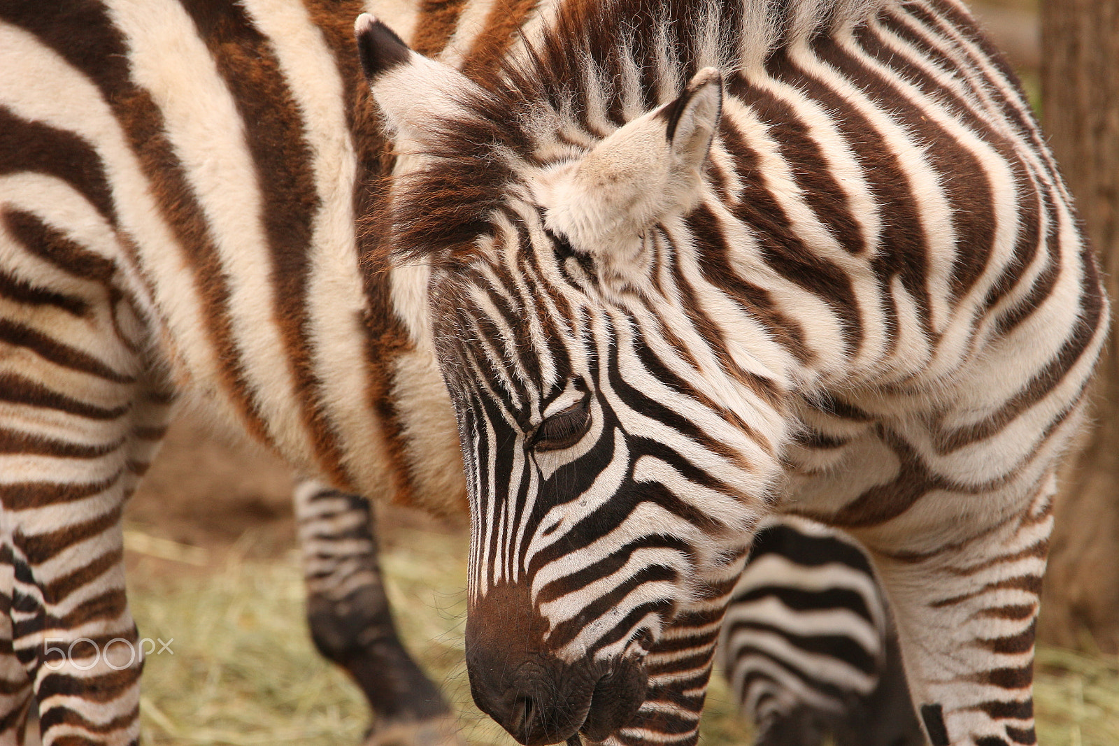 Tamron SP 150-600mm F5-6.3 Di VC USD sample photo. Zebra photography