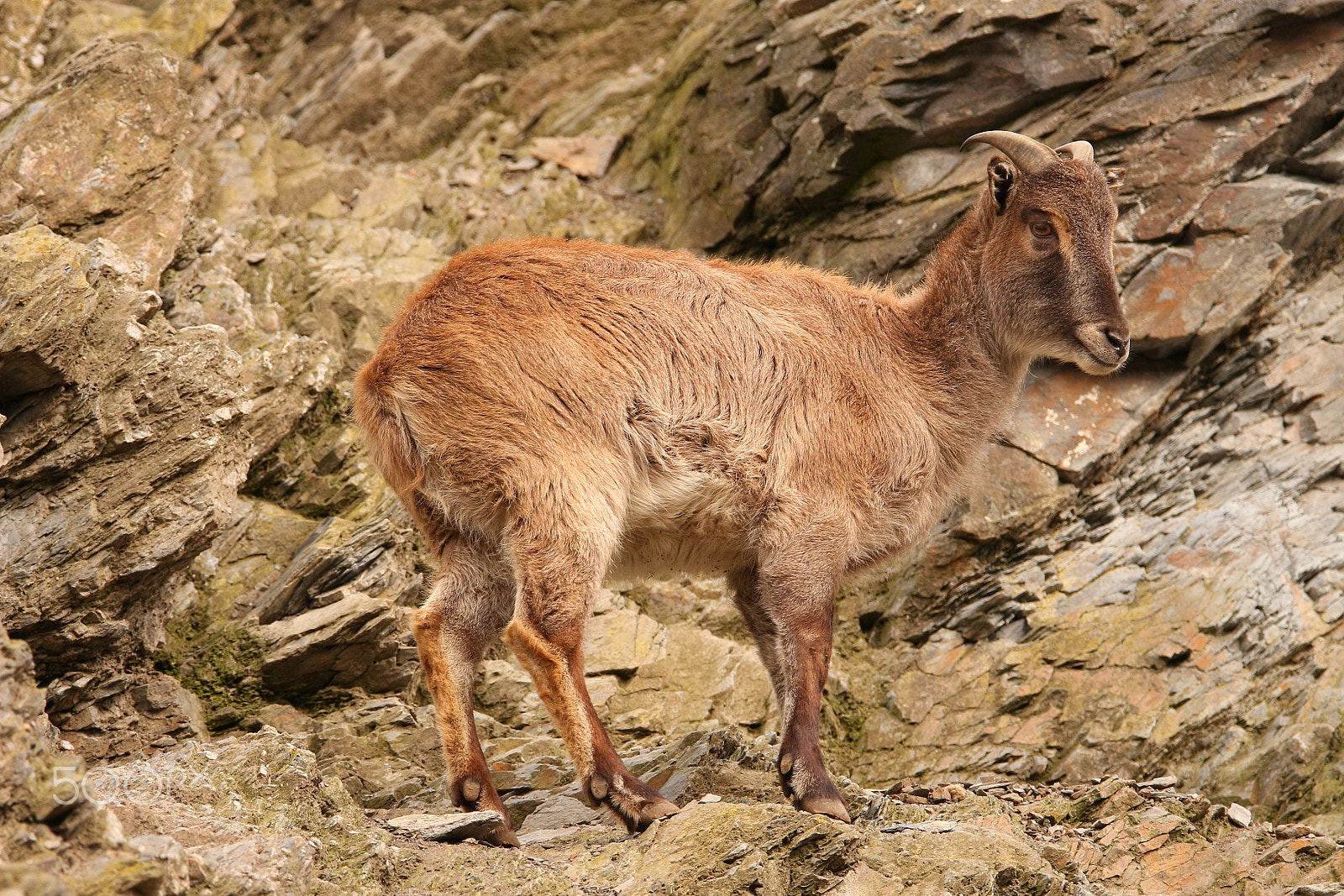 Tamron SP 150-600mm F5-6.3 Di VC USD sample photo. Chamois 2 photography