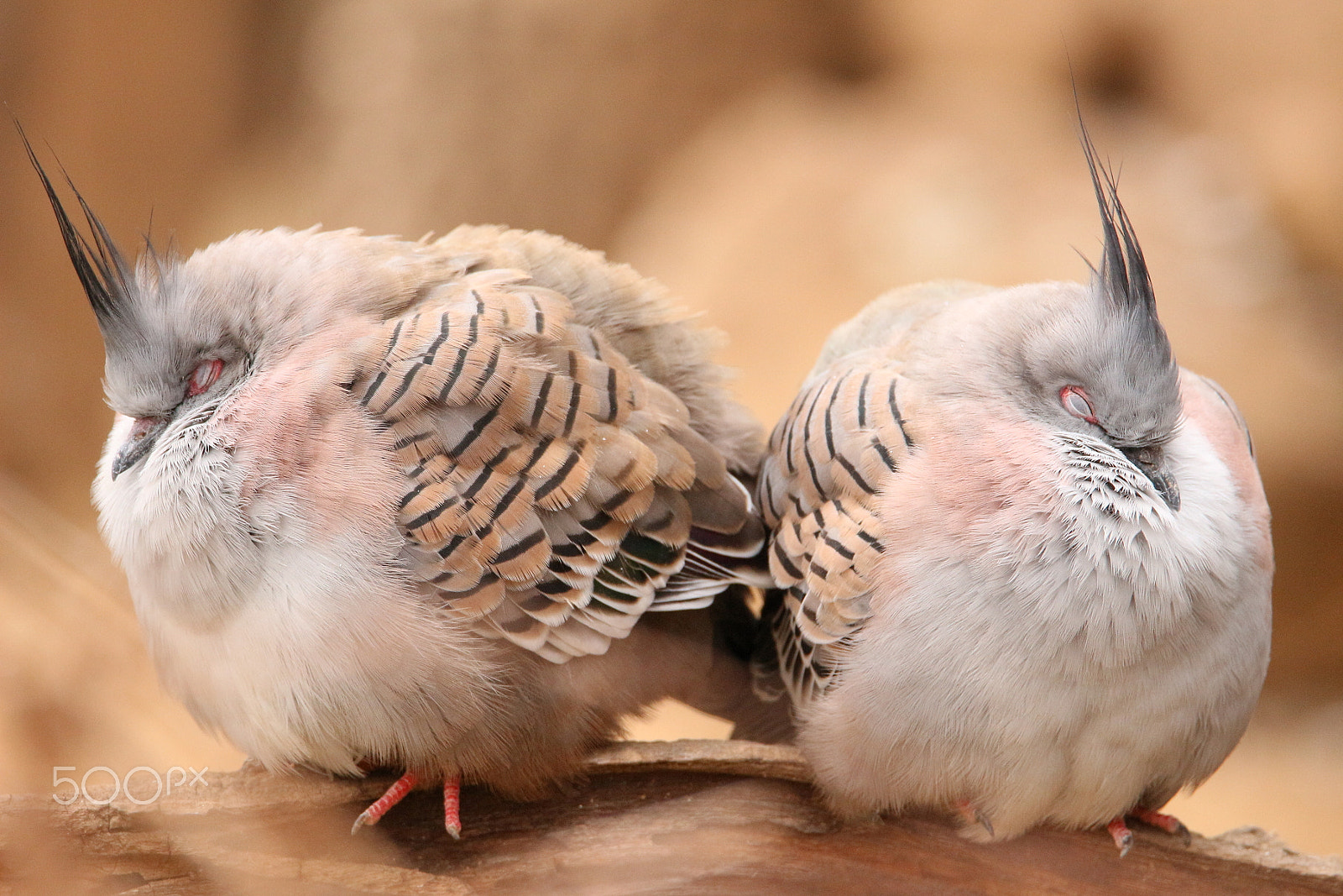 Tamron SP 150-600mm F5-6.3 Di VC USD sample photo. I'm not talking to you! :) photography