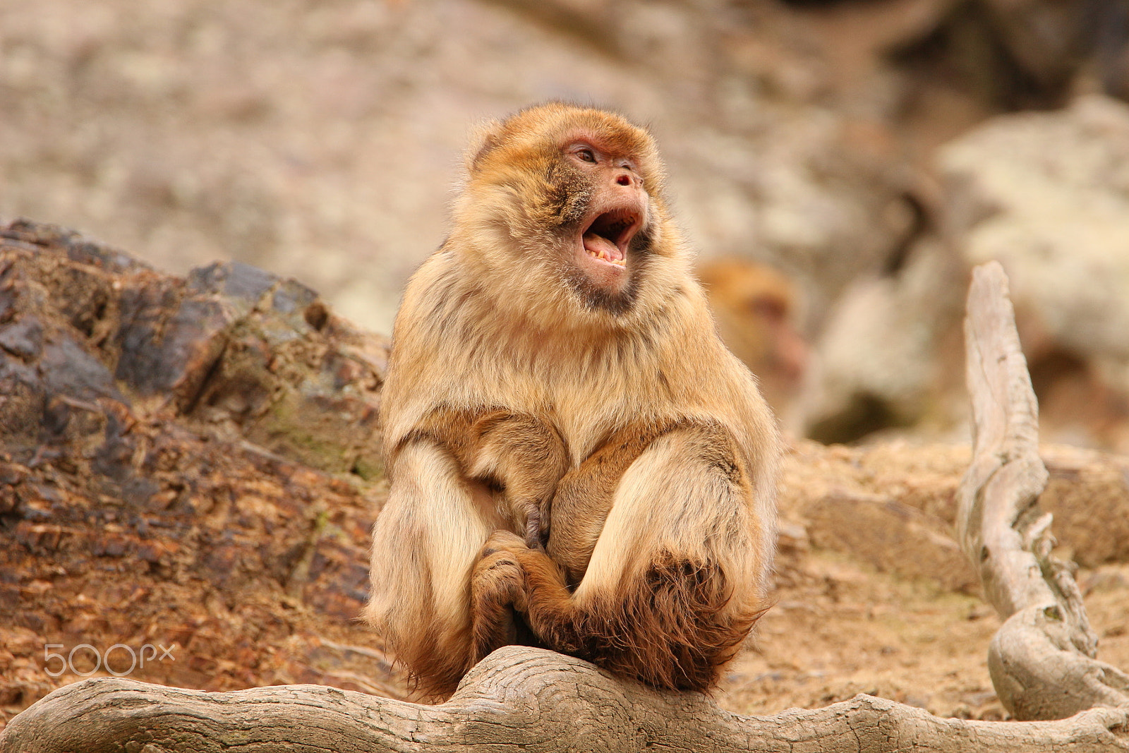 Tamron SP 150-600mm F5-6.3 Di VC USD sample photo. Monkey photography