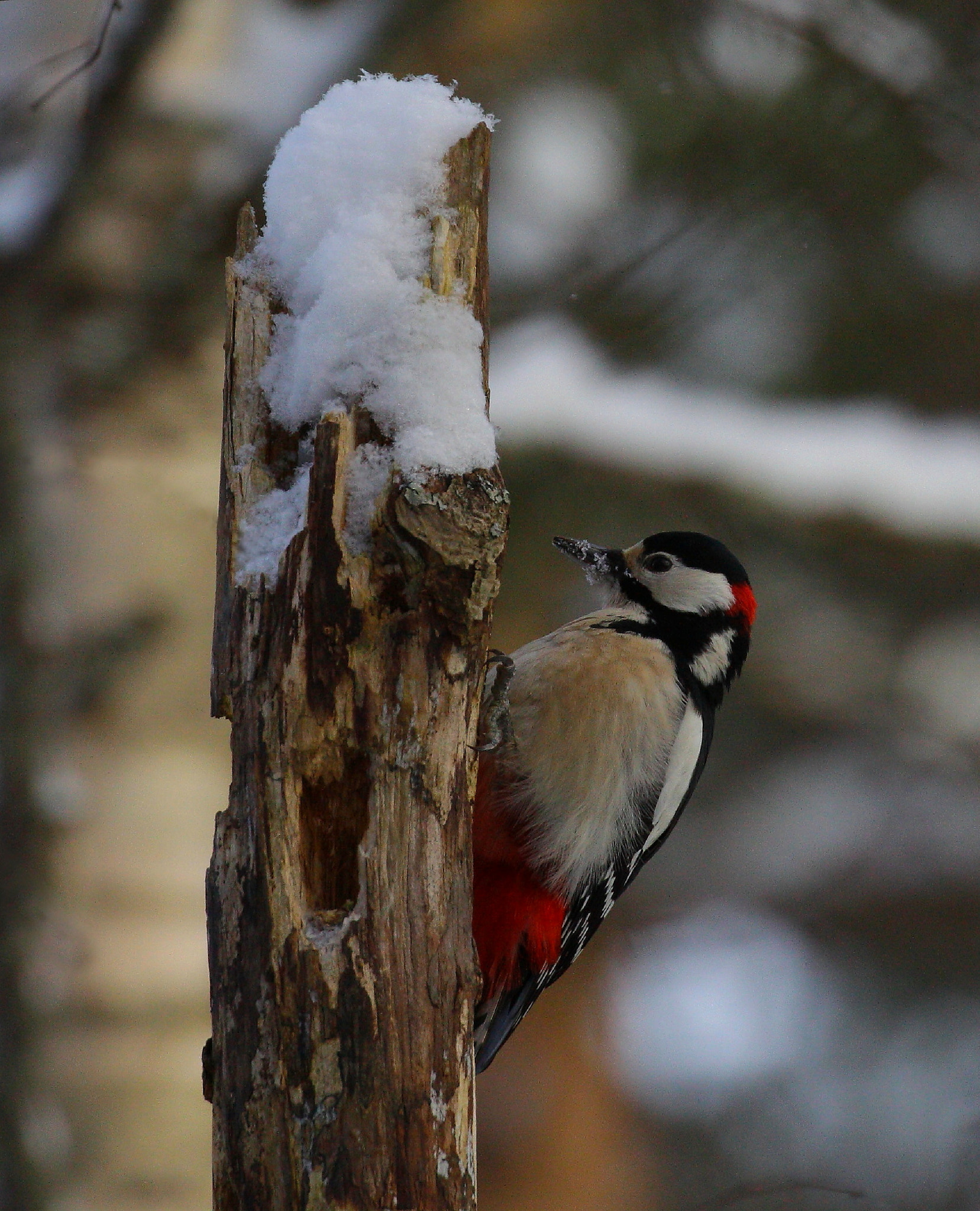 Canon EOS 50D + Canon EF 100-400mm F4.5-5.6L IS II USM sample photo. Great-spotted woodpecker photography