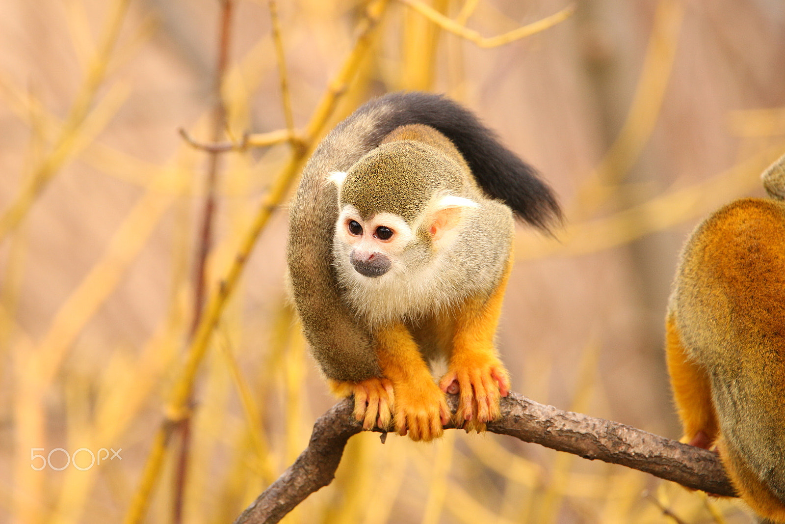 Tamron SP 150-600mm F5-6.3 Di VC USD sample photo. Little monkey photography