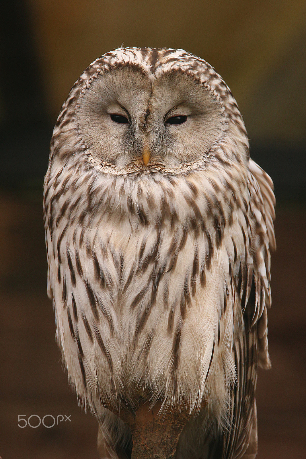 Tamron SP 150-600mm F5-6.3 Di VC USD sample photo. Owl photography