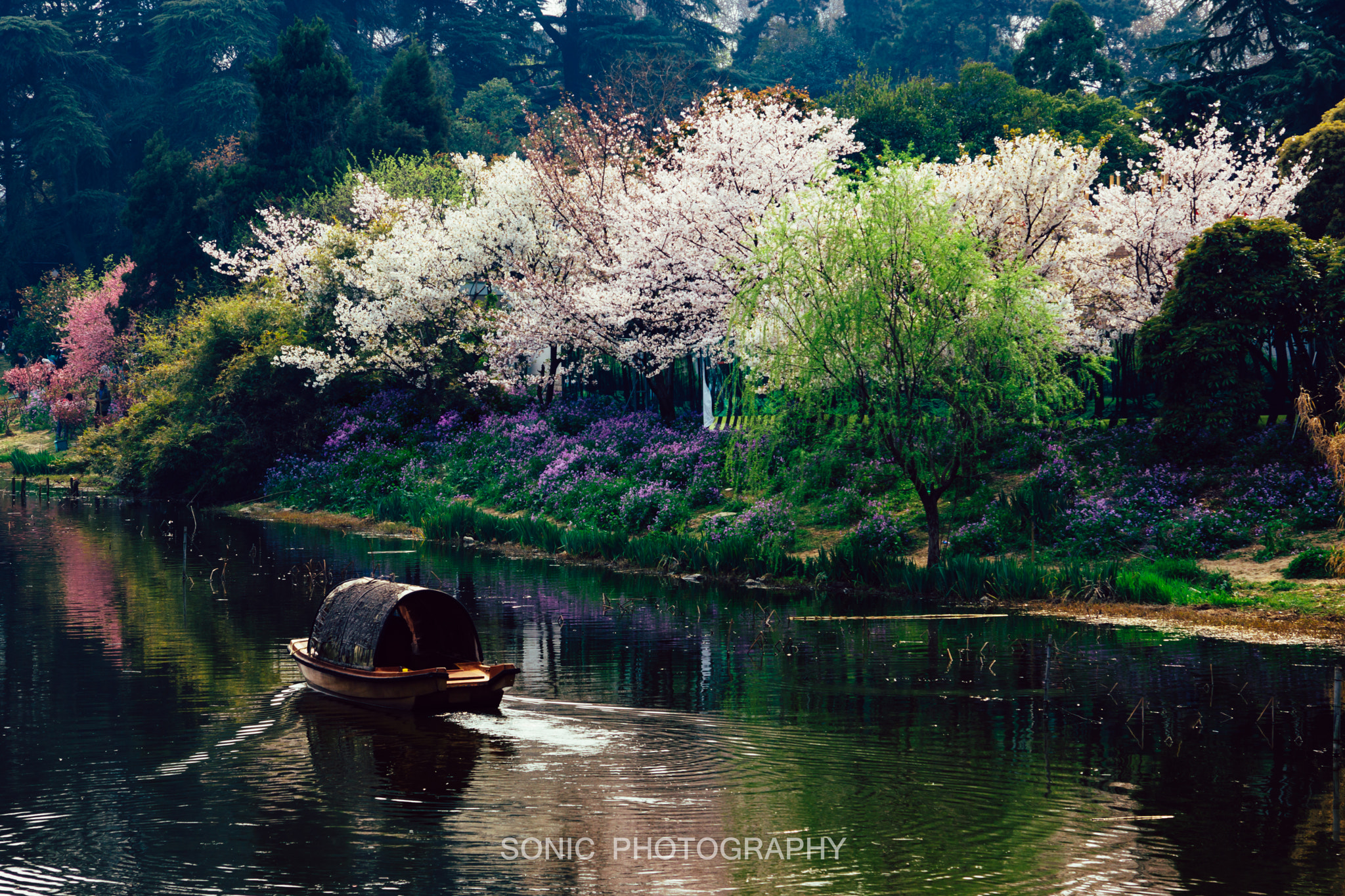 Sony SLT-A77 sample photo. 玄武湖，樱花盛开的季节 photography