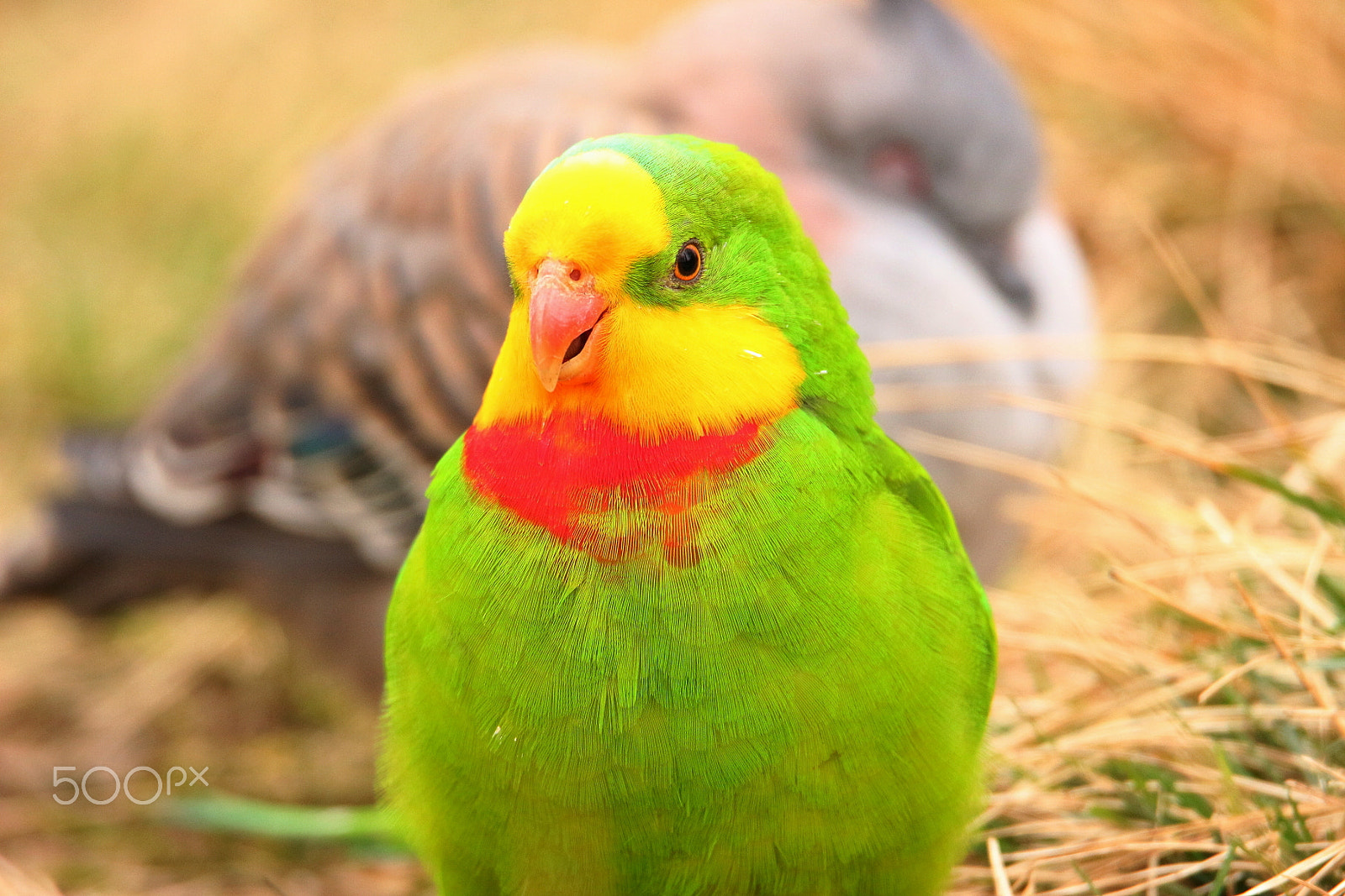 Tamron SP 150-600mm F5-6.3 Di VC USD sample photo. Beautiful parrot photography