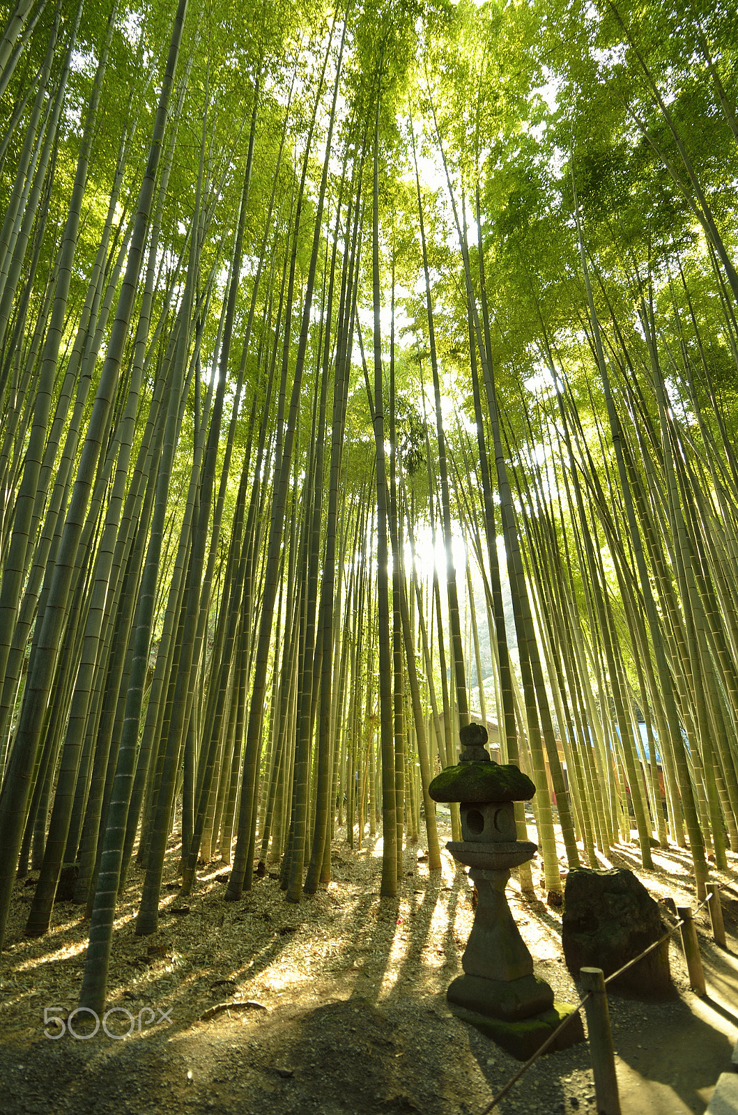 Nikon D5100 + Tokina AT-X Pro 12-24mm F4 (IF) DX sample photo. Bamboo temple in kamakura (2) photography