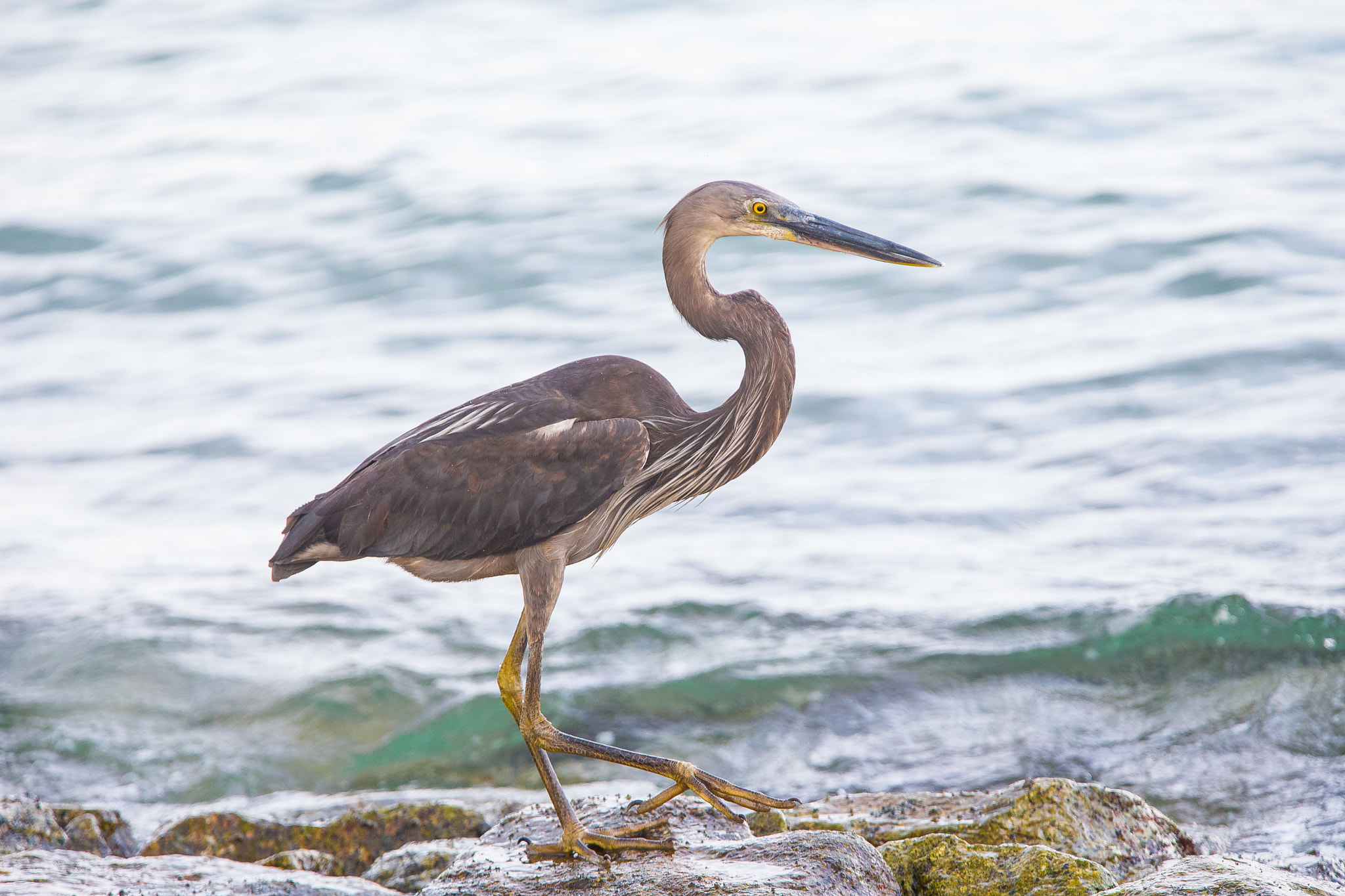 Canon EF 300mm F2.8L IS USM sample photo. Heron photography