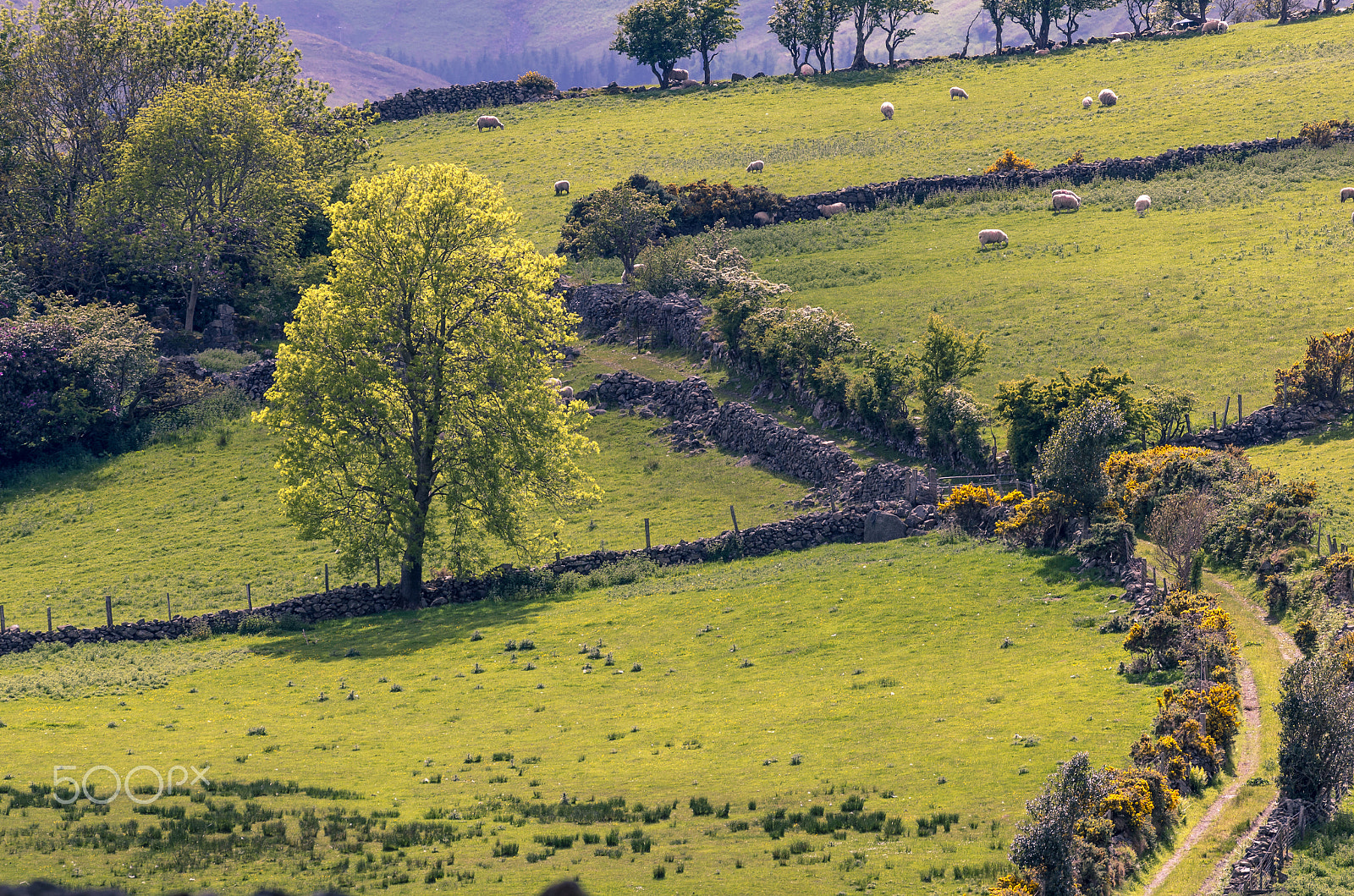 Pentax smc DA* 300mm F4.0 ED (IF) SDM sample photo. Sheep photography