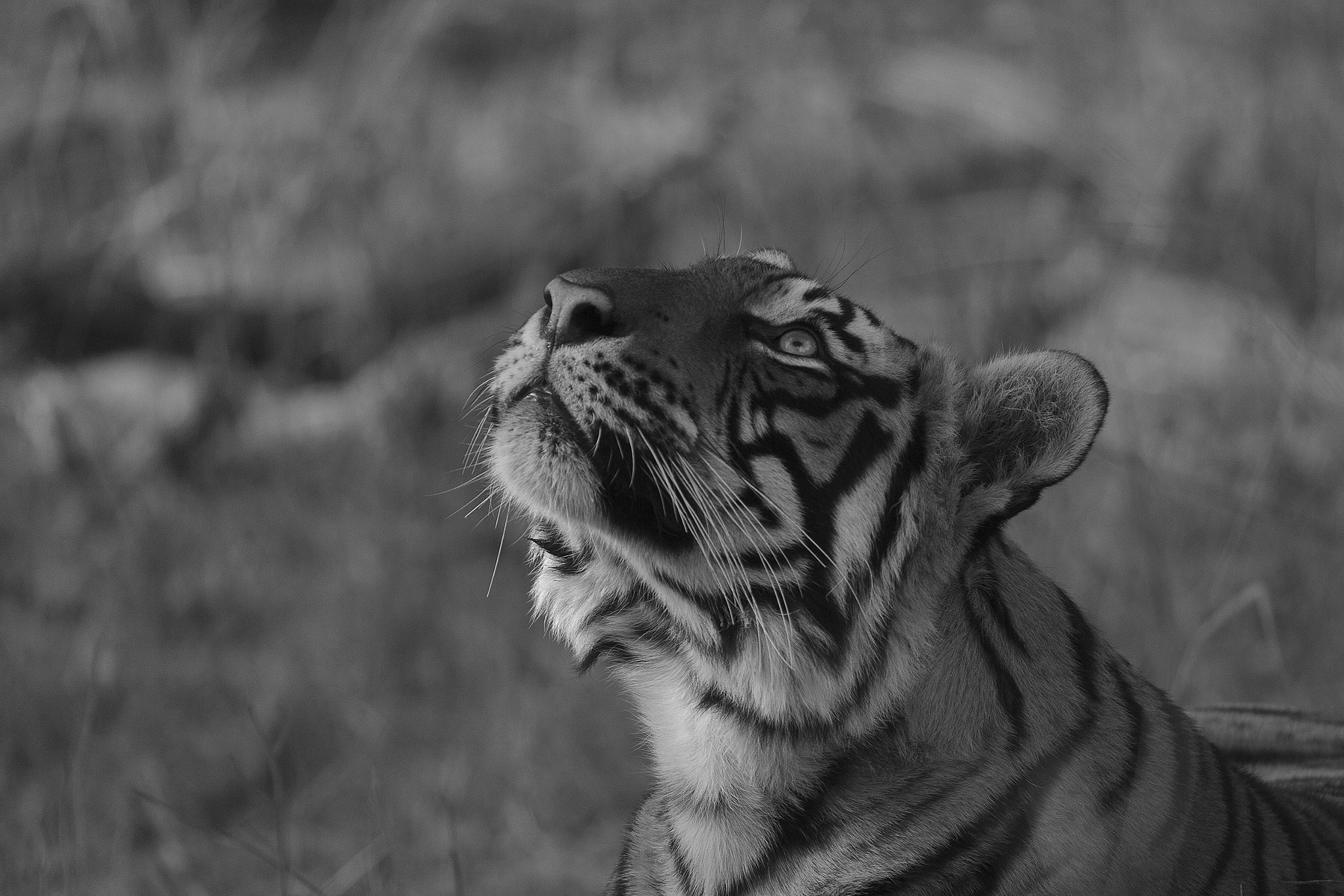 Canon EF 200-400mm F4L IS USM Extender 1.4x sample photo. Deep in thoughts photography