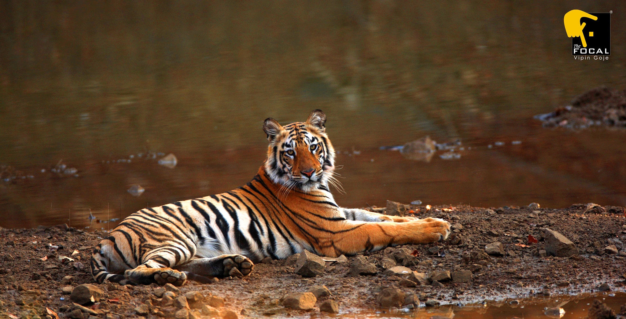 Canon EF 600mm f/4L IS sample photo. Relaxing  photography